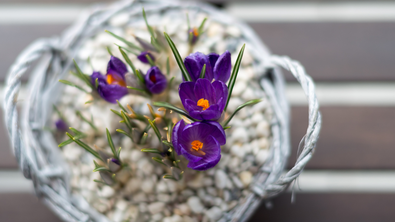 Flowerpot, Design Floral, la Floraison de la Plante, Pétale, Purple. Wallpaper in 1280x720 Resolution