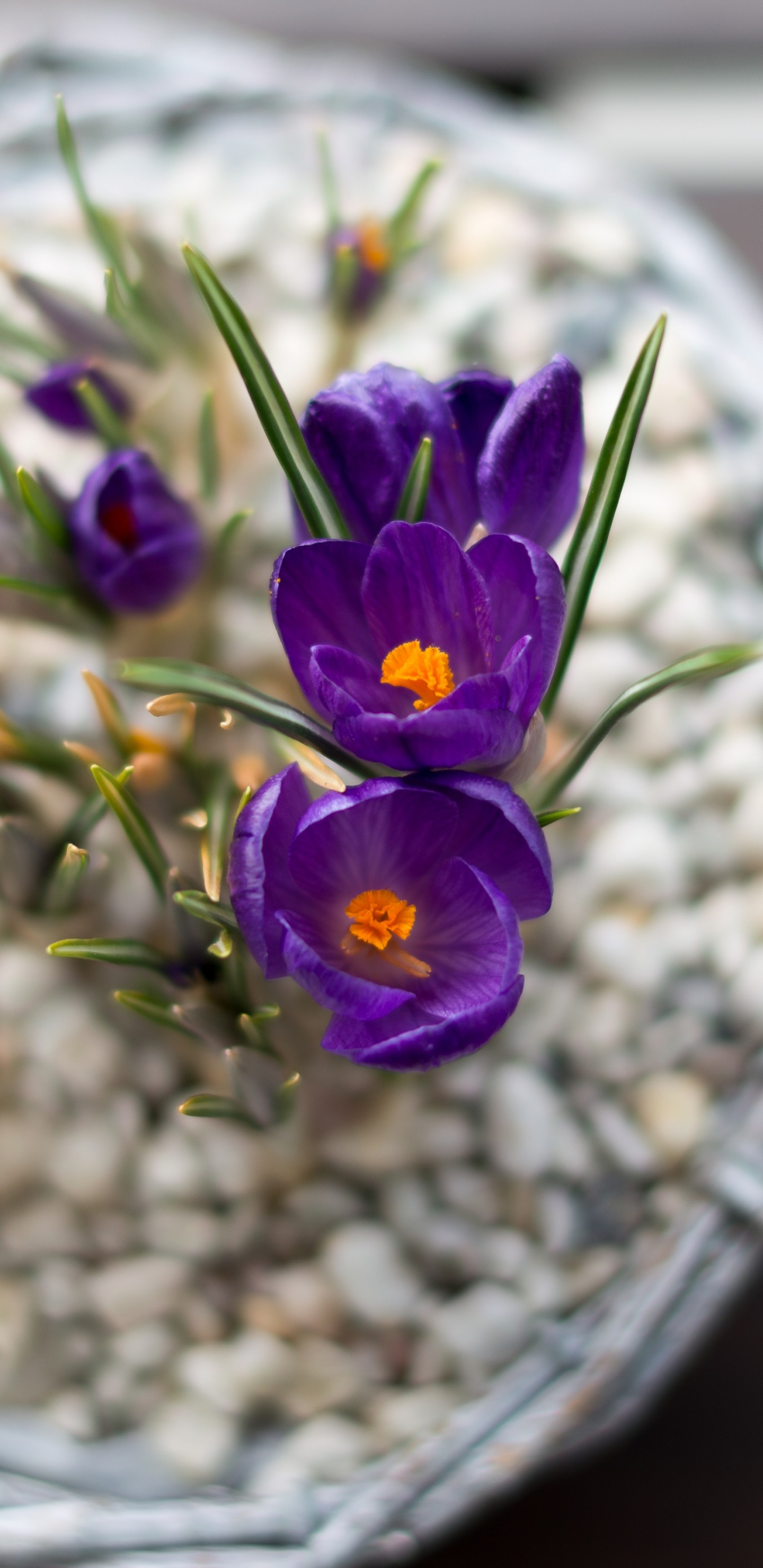 Flowerpot, Floral Design, Flowering Plant, Flower, Plant. Wallpaper in 1440x2960 Resolution