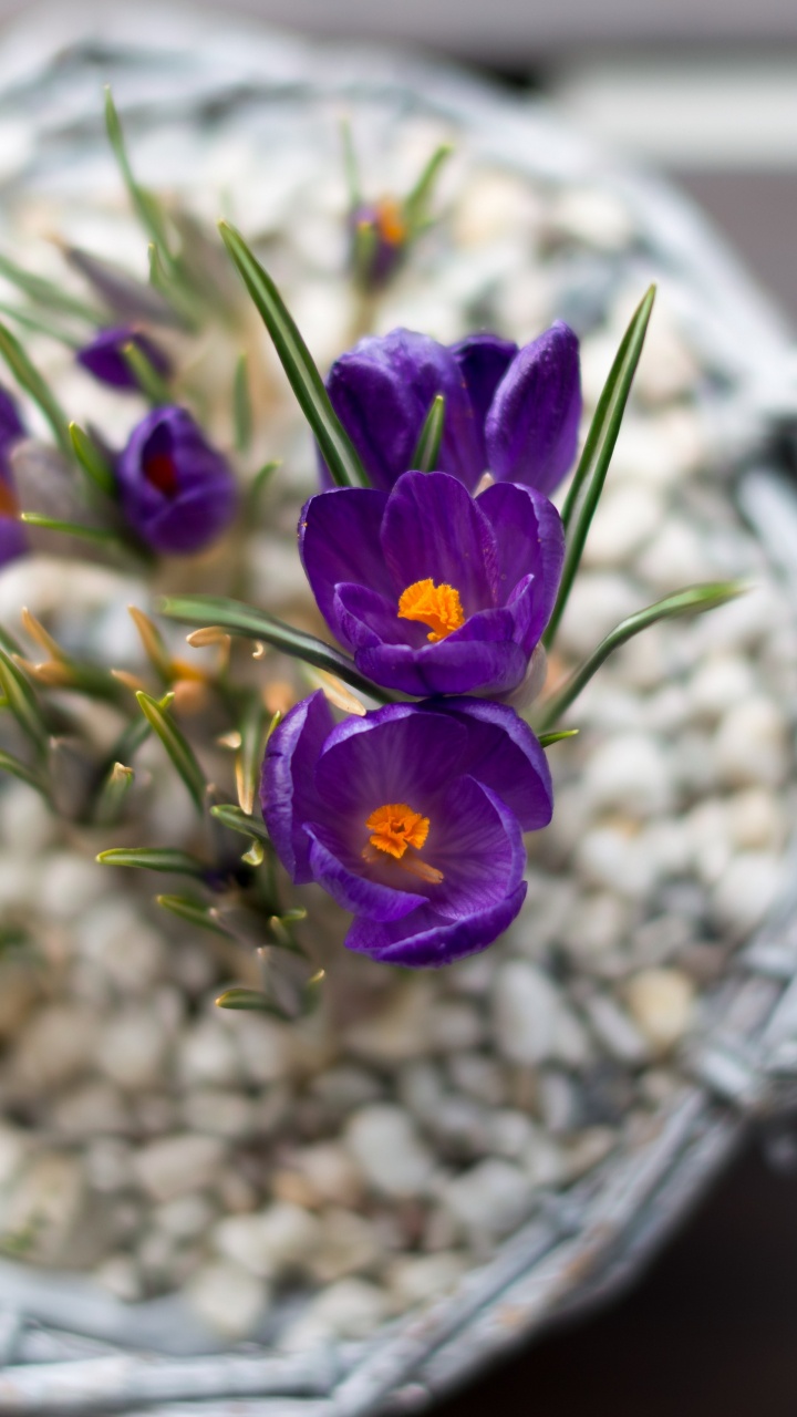 Flowerpot, Floral Design, Flowering Plant, Flower, Plant. Wallpaper in 720x1280 Resolution