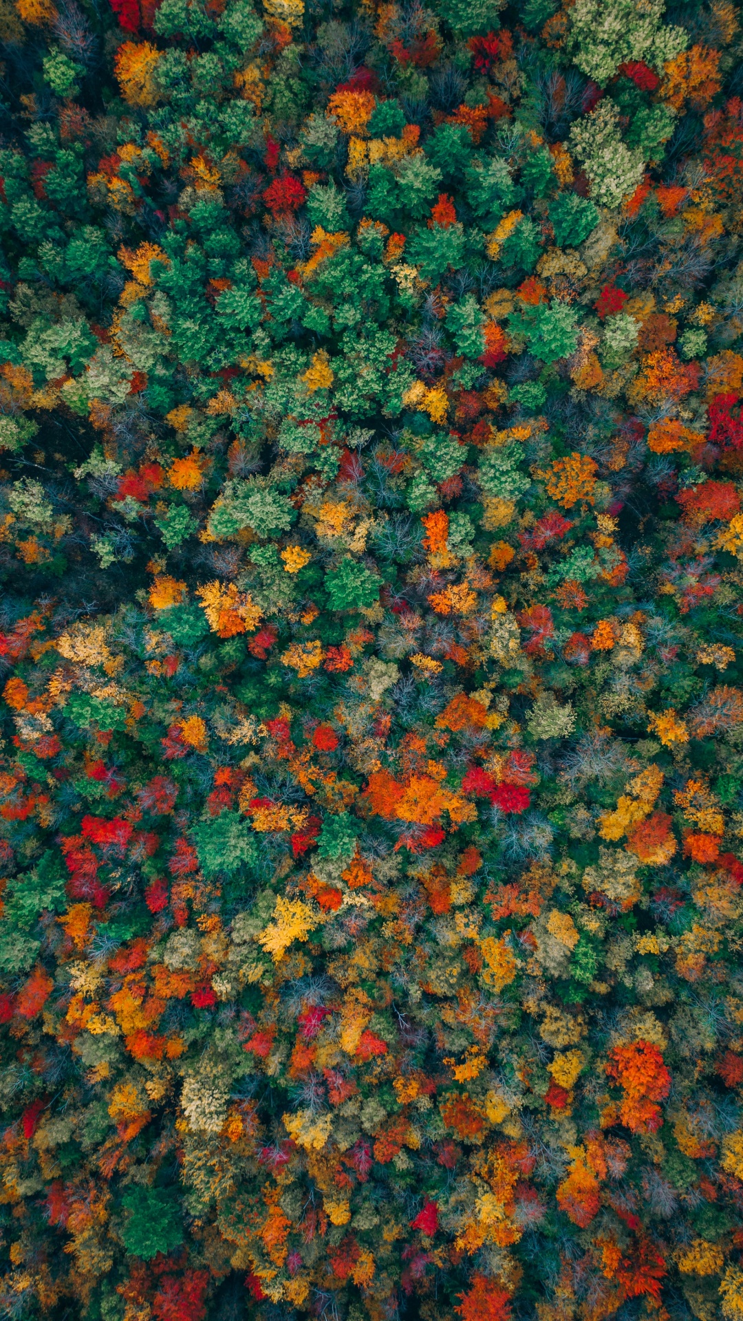 Orange, Muster, Textil, Bodendecker, Wildflower. Wallpaper in 1080x1920 Resolution