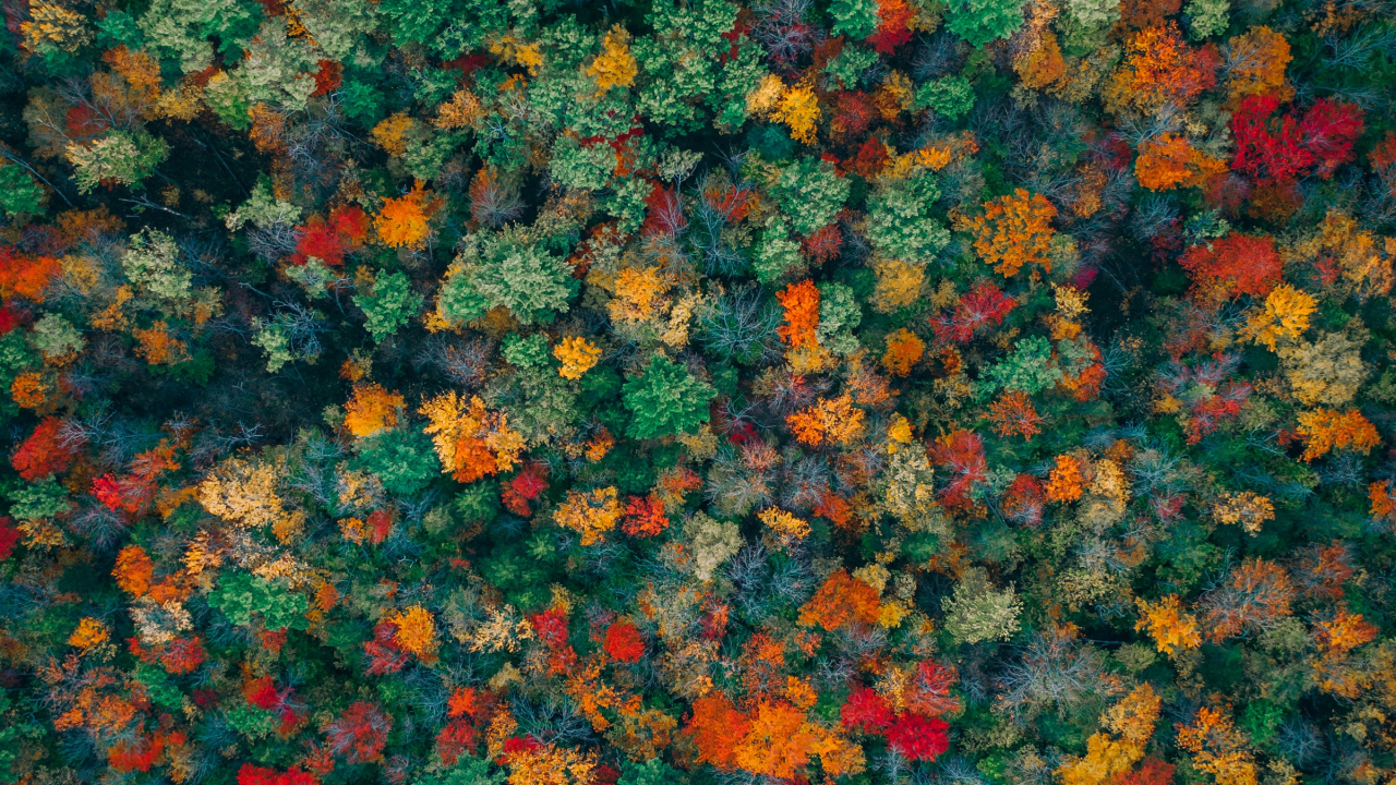 橙色, 地被, 野花, 多年生植物, 艺术 壁纸 1280x720 允许