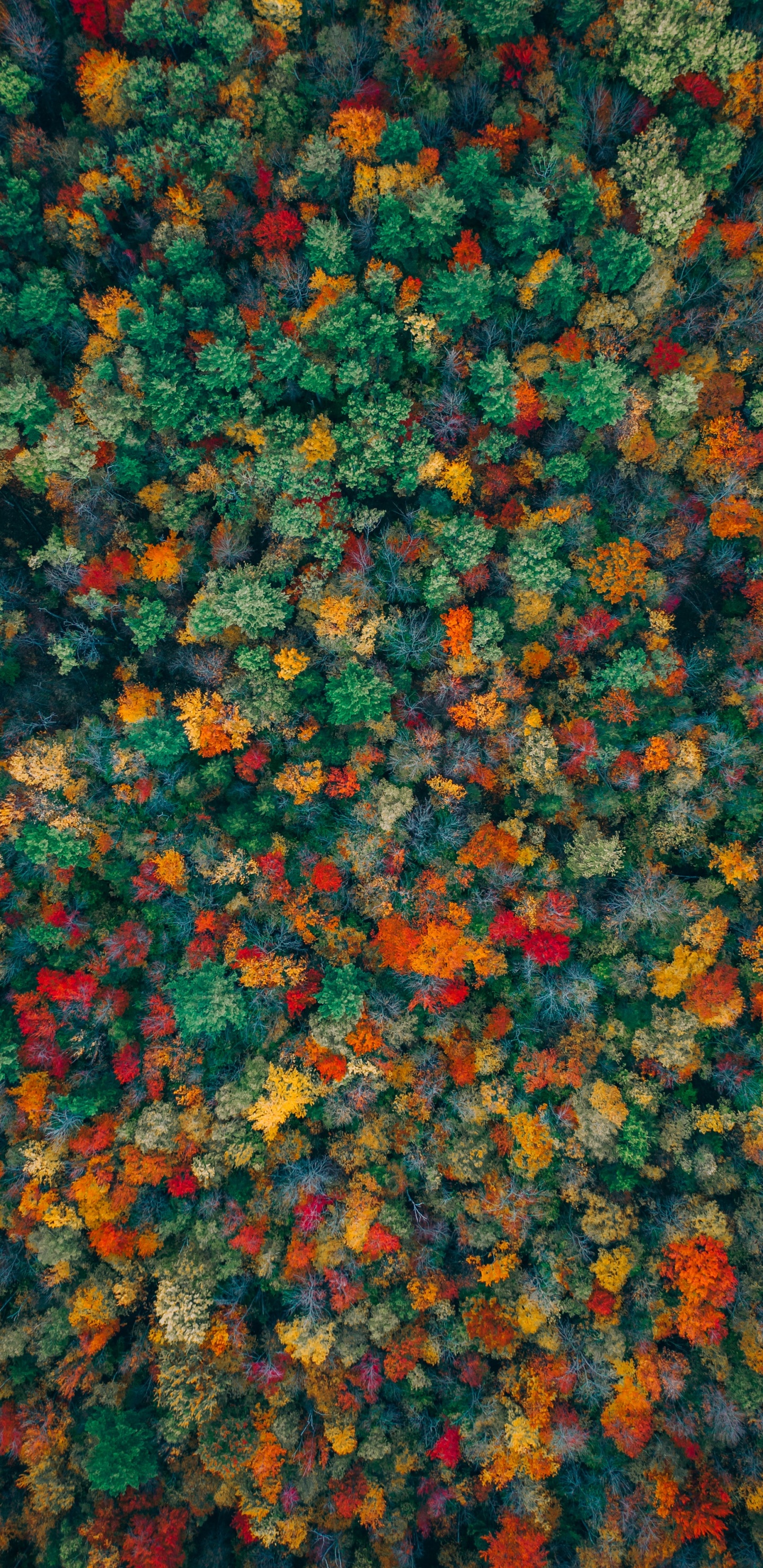 橙色, 地被, 野花, 多年生植物, 艺术 壁纸 1440x2960 允许