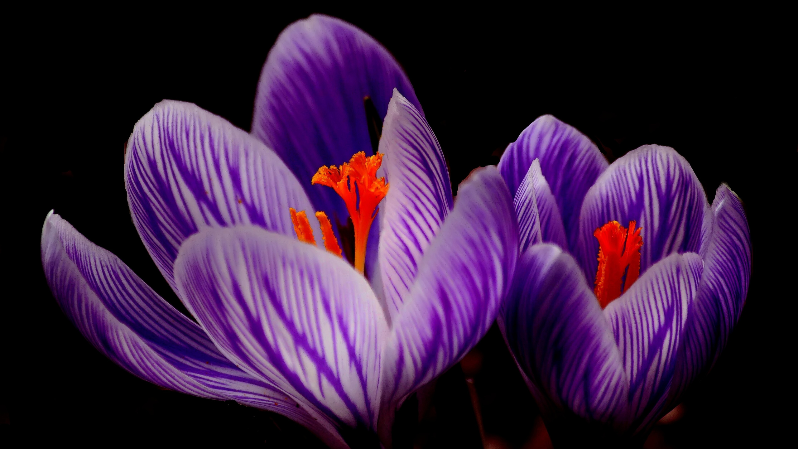 Flores de Azafrán Púrpura en Flor. Wallpaper in 2560x1440 Resolution