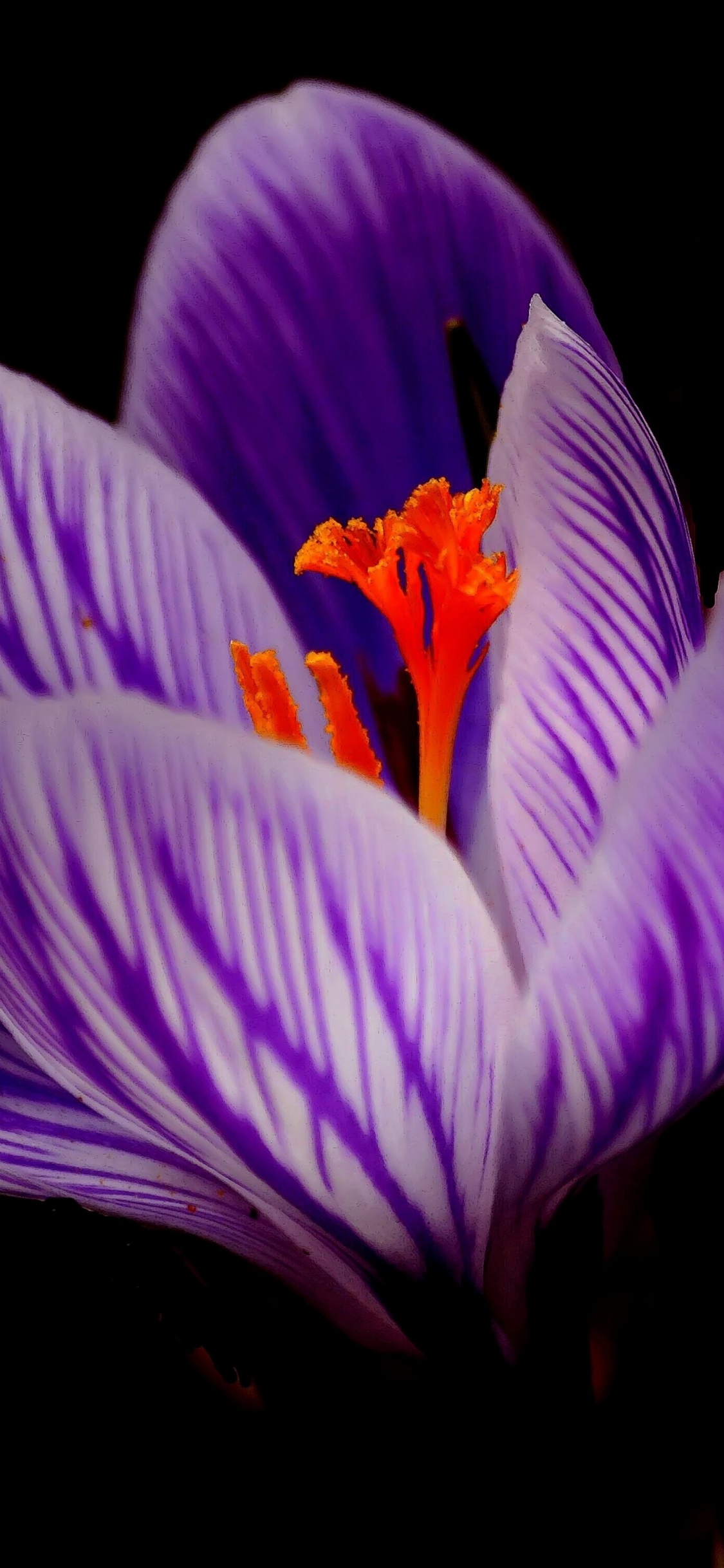 Purple Crocus Flowers in Bloom. Wallpaper in 1125x2436 Resolution