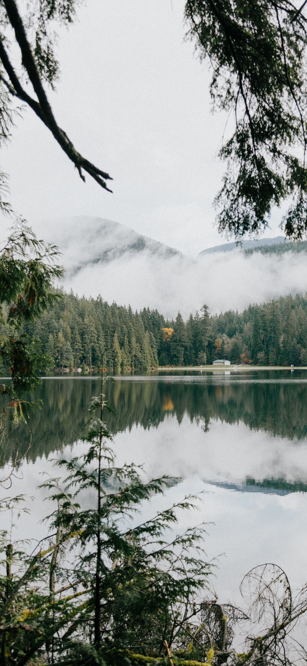 Marais, Étang, la Réserve Naturelle De, Lac Sasamat, Végétation. Wallpaper in 1242x2688 Resolution