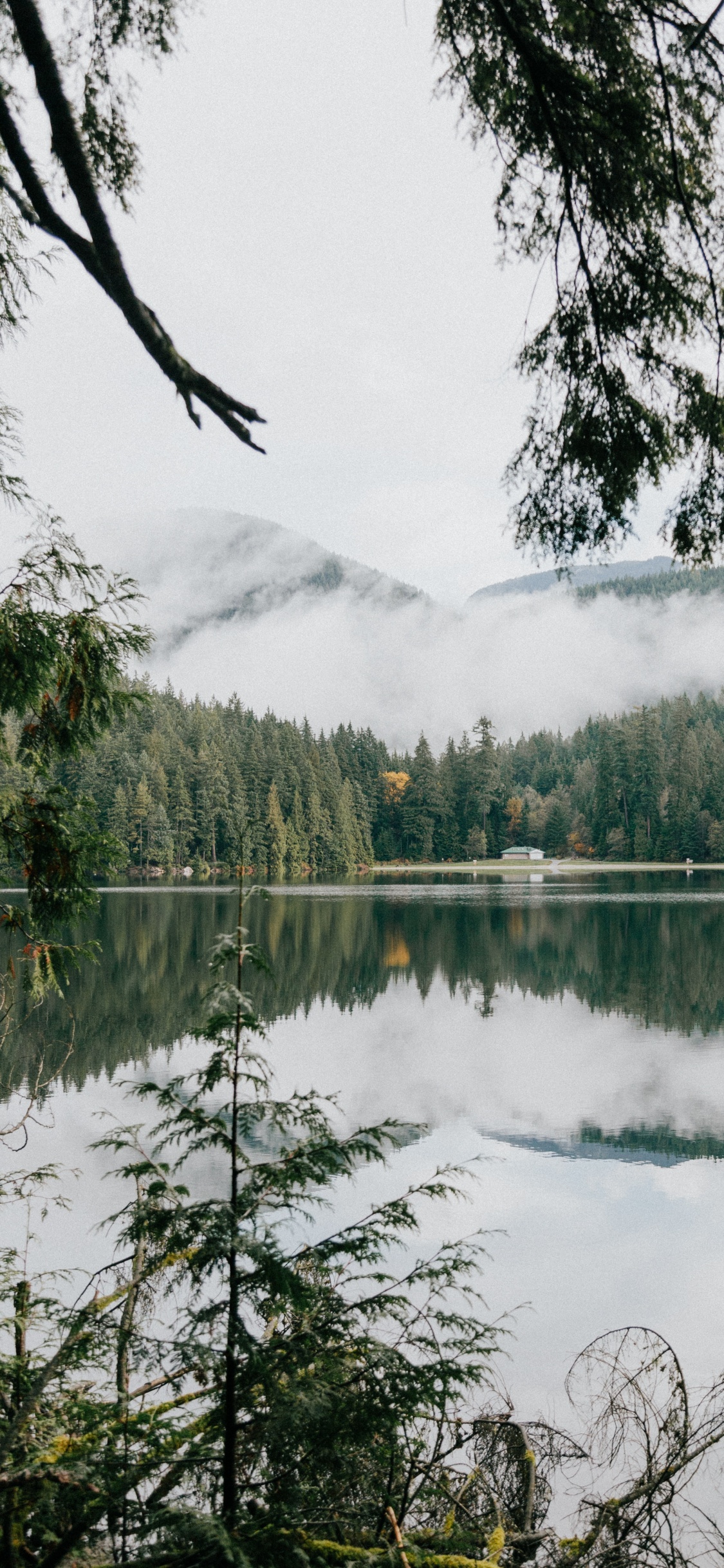 Sumpf, Teich, Naturschutzgebiet, Sasamat See, Vegetation. Wallpaper in 1125x2436 Resolution