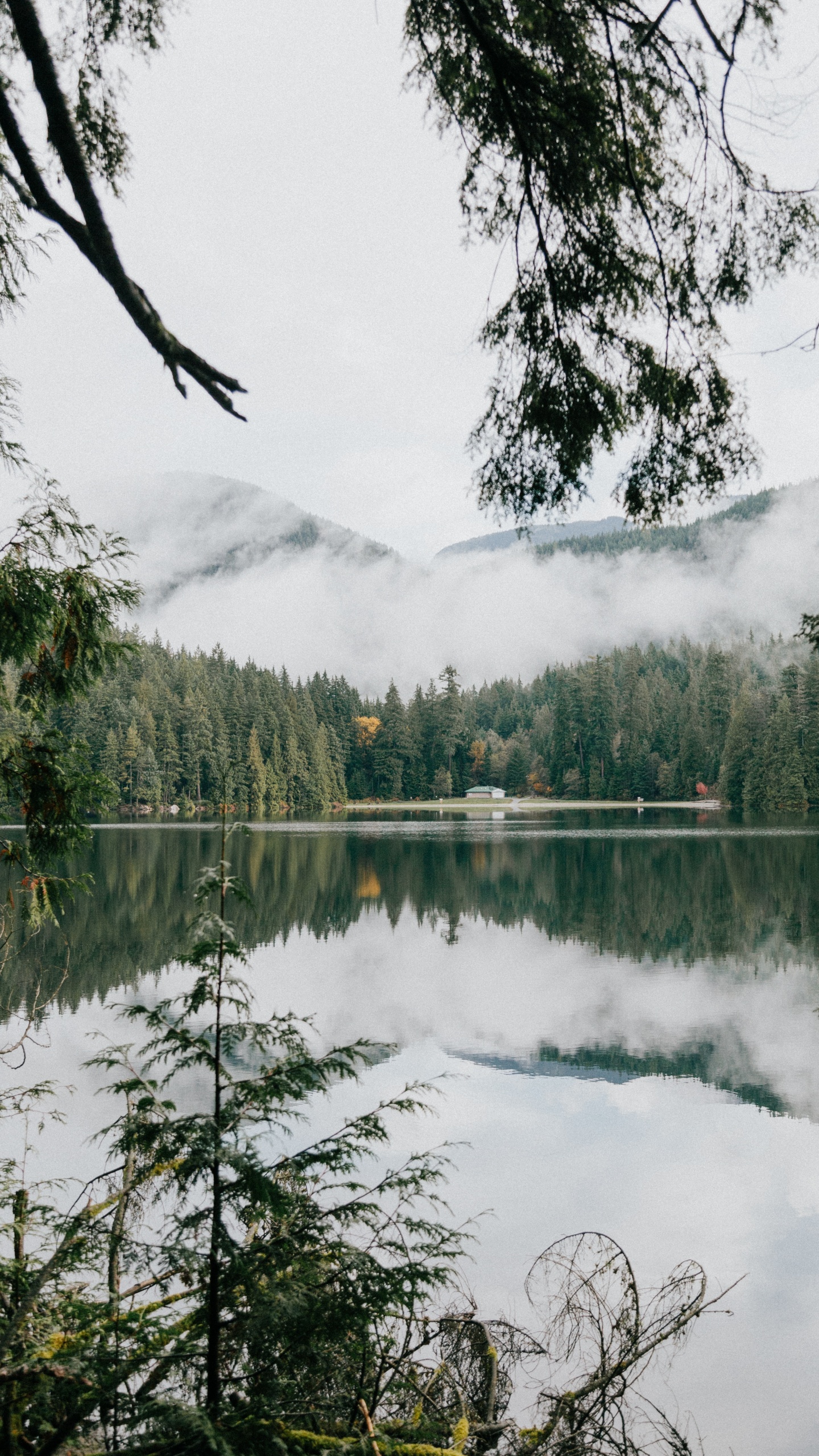 Sumpf, Teich, Naturschutzgebiet, Sasamat See, Vegetation. Wallpaper in 1440x2560 Resolution