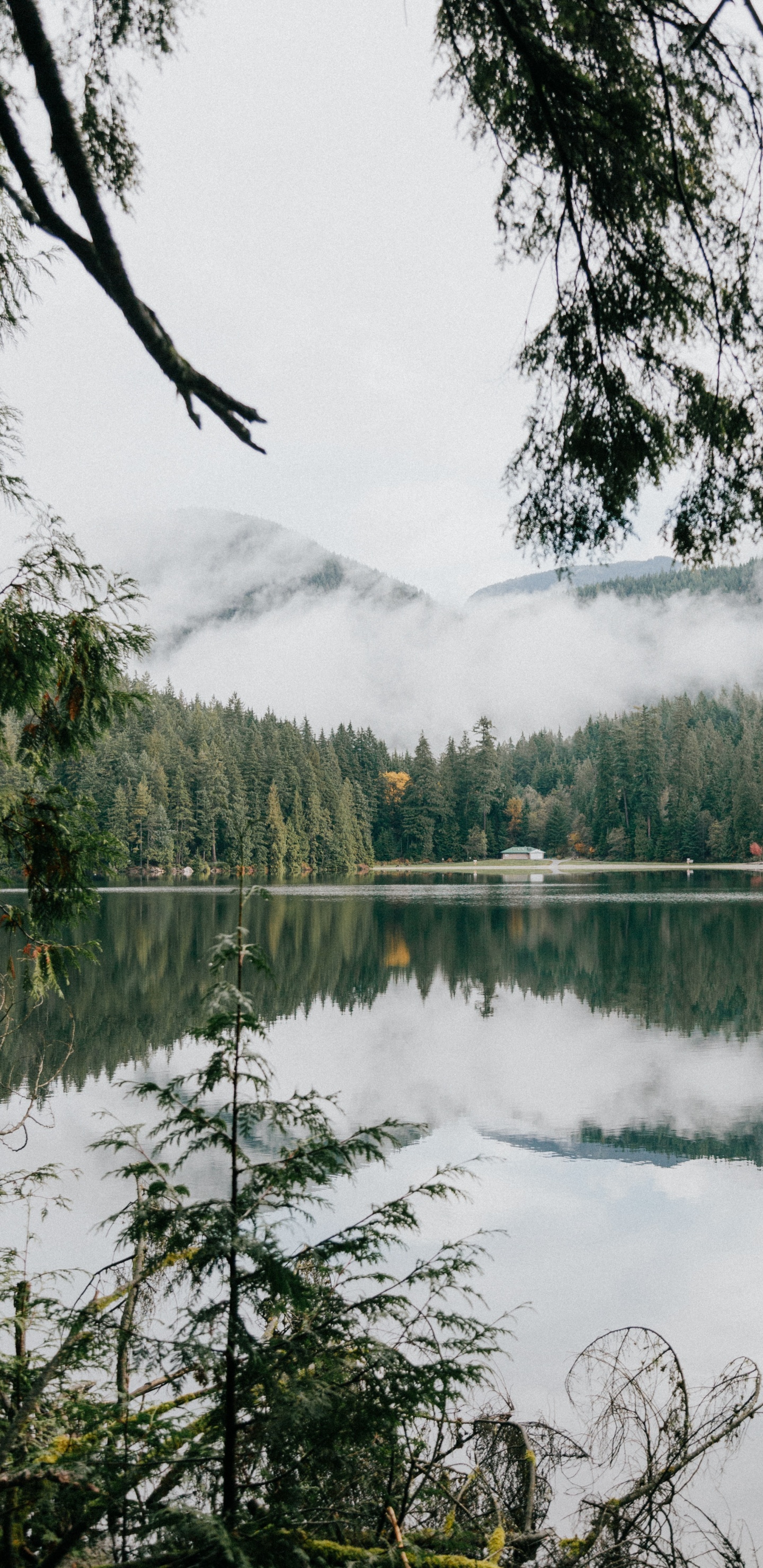 Swamp, Pond, Nature Reserve, Sasamat Lake, Vegetation. Wallpaper in 1440x2960 Resolution