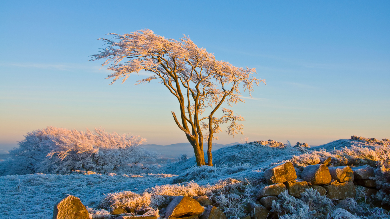 Arbre nu Sur le Rivage Rocheux Pendant la Journée. Wallpaper in 1366x768 Resolution