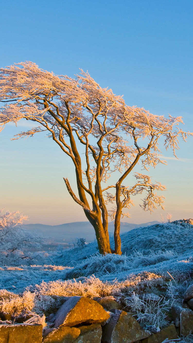 Arbre nu Sur le Rivage Rocheux Pendant la Journée. Wallpaper in 750x1334 Resolution