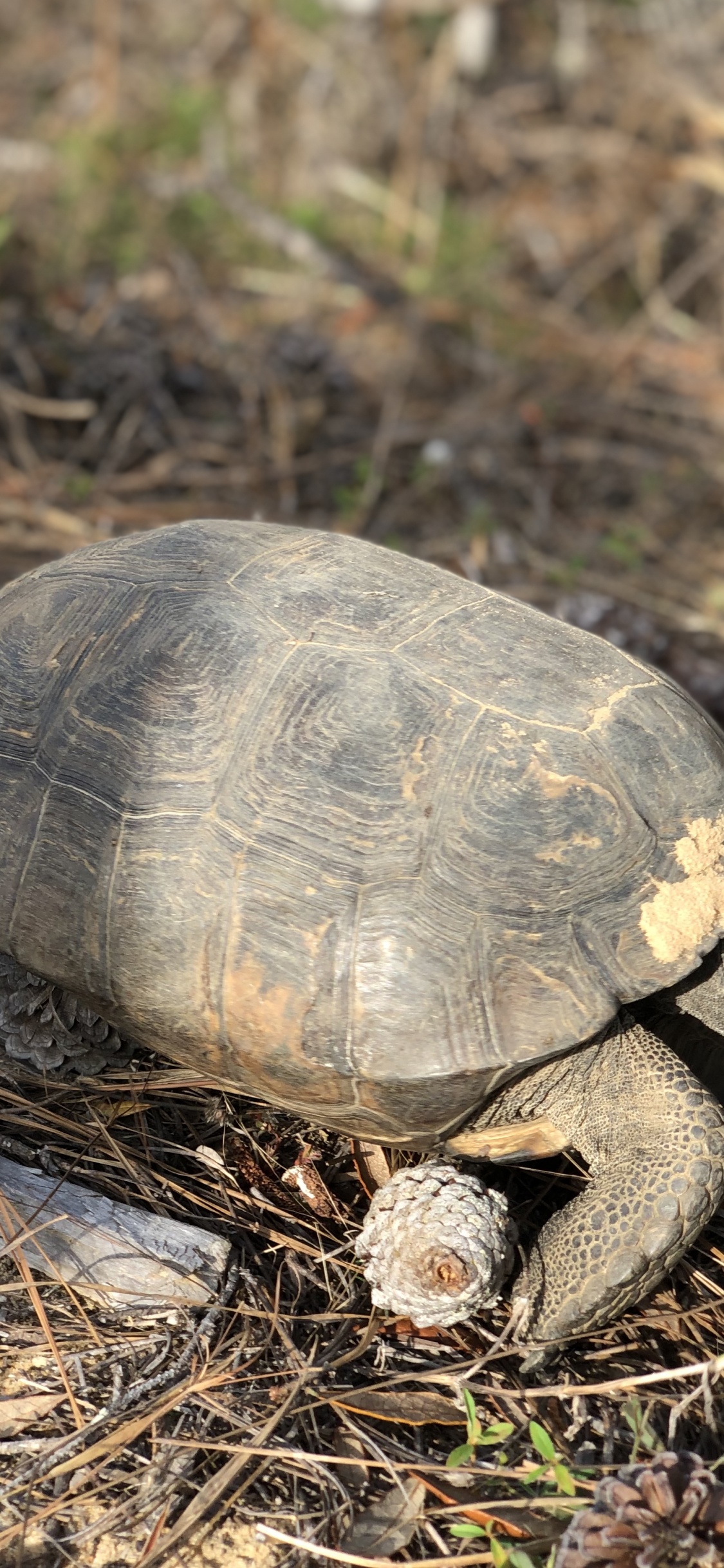 Tortue Serpentine Commune, Tortues-boîtes, Pour Les Animaux Terrestres, Nature, Reptile. Wallpaper in 1125x2436 Resolution