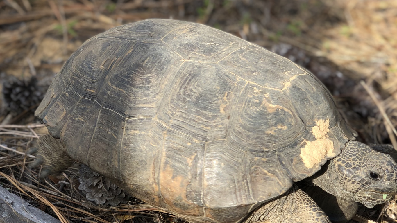 Tortue Serpentine Commune, Tortues-boîtes, Pour Les Animaux Terrestres, Nature, Reptile. Wallpaper in 1366x768 Resolution
