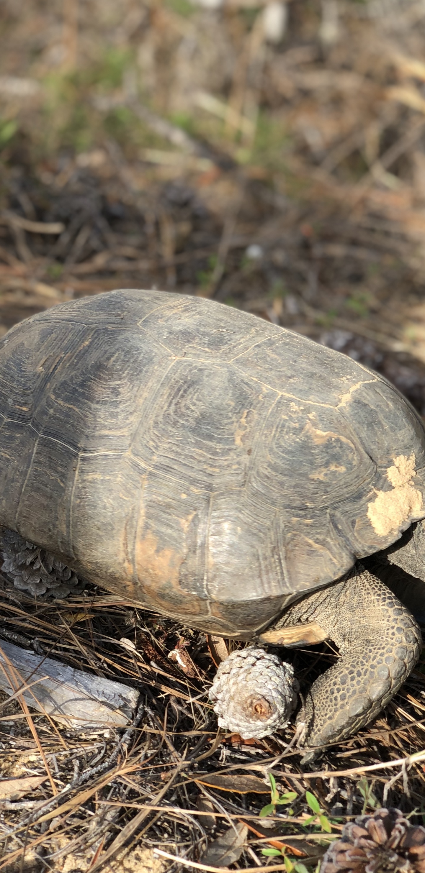 Tortue Serpentine Commune, Tortues-boîtes, Pour Les Animaux Terrestres, Nature, Reptile. Wallpaper in 1440x2960 Resolution