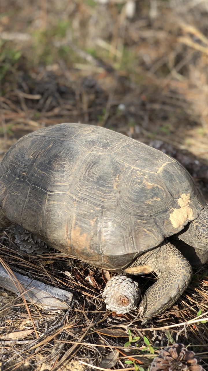 Tortue Serpentine Commune, Tortues-boîtes, Pour Les Animaux Terrestres, Nature, Reptile. Wallpaper in 720x1280 Resolution