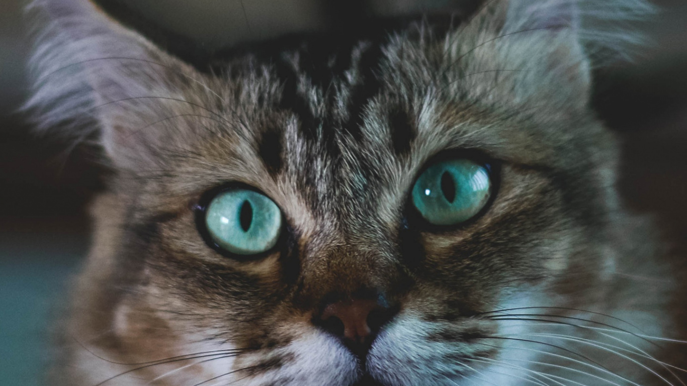 Backenbart, Maine Coon, Sphynx Katze, Norwegische Waldkatze, Abessinier. Wallpaper in 1366x768 Resolution