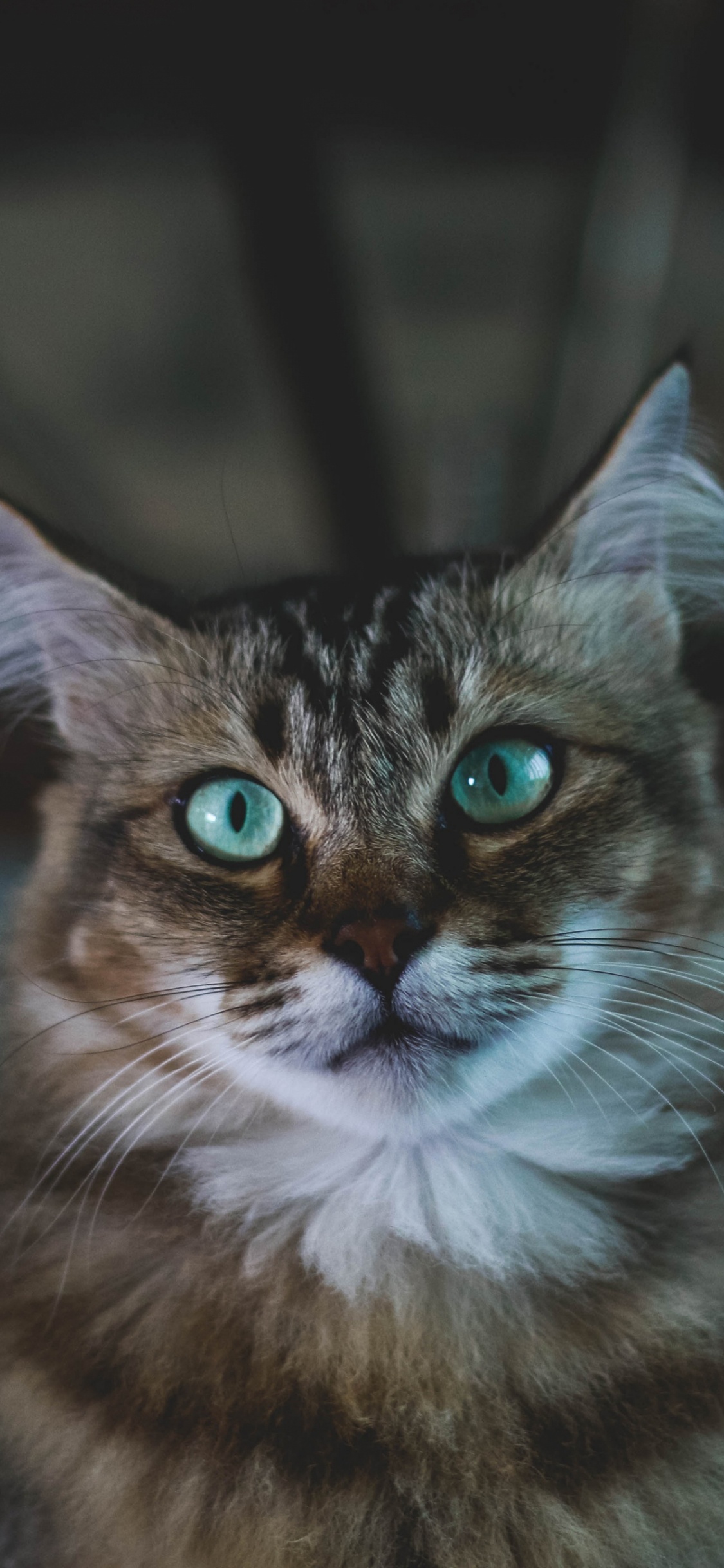 Whiskers, Maine Coon, Sphynx Cat, Norwegian Forest Cat, Abyssinian. Wallpaper in 1125x2436 Resolution