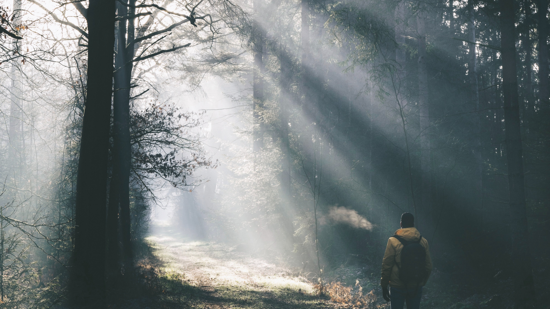 晚上, 雾, 天空, 自然环境, 森林 壁纸 1920x1080 允许