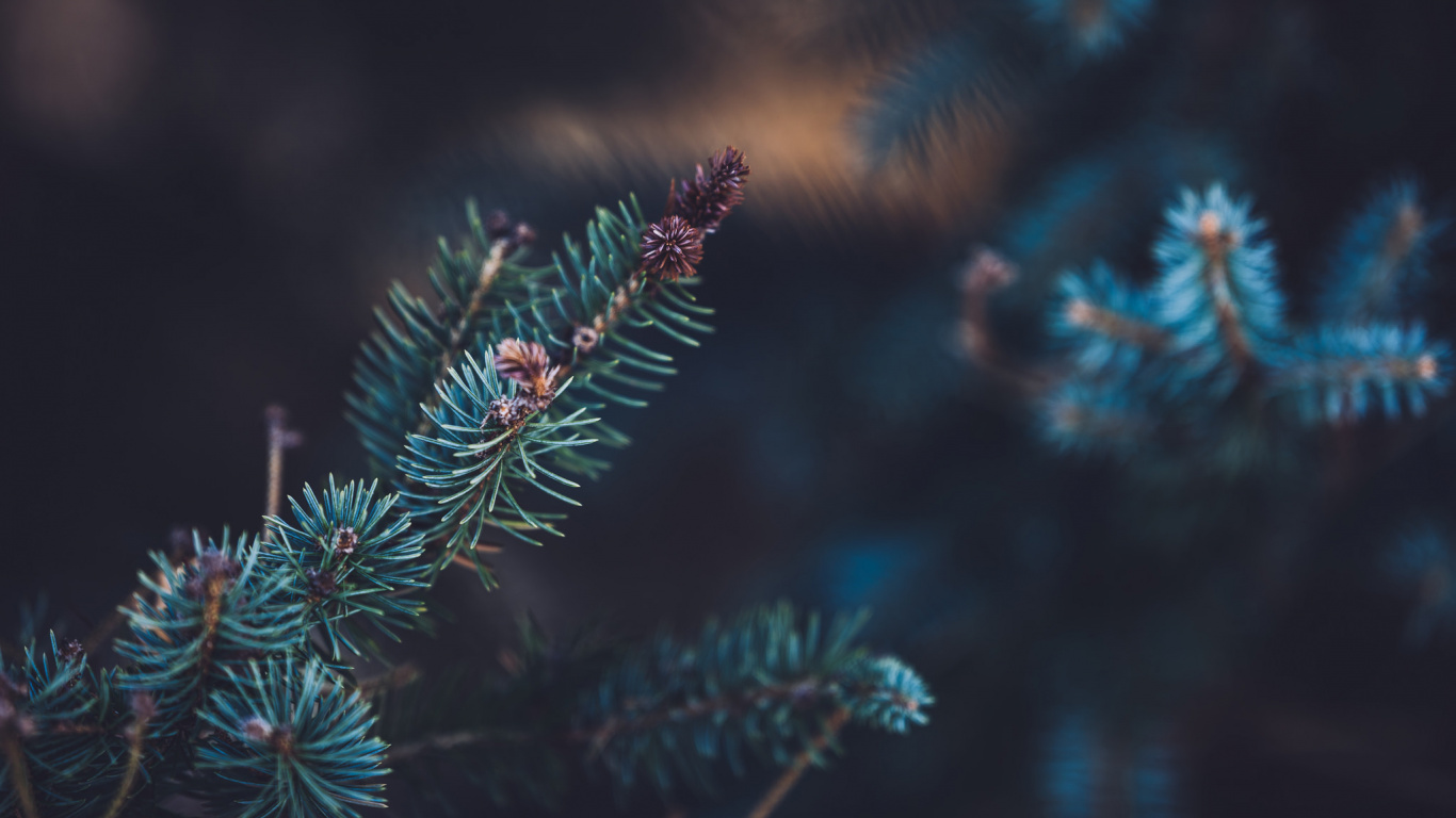 Green Pine Tree in Close up Photography. Wallpaper in 1366x768 Resolution