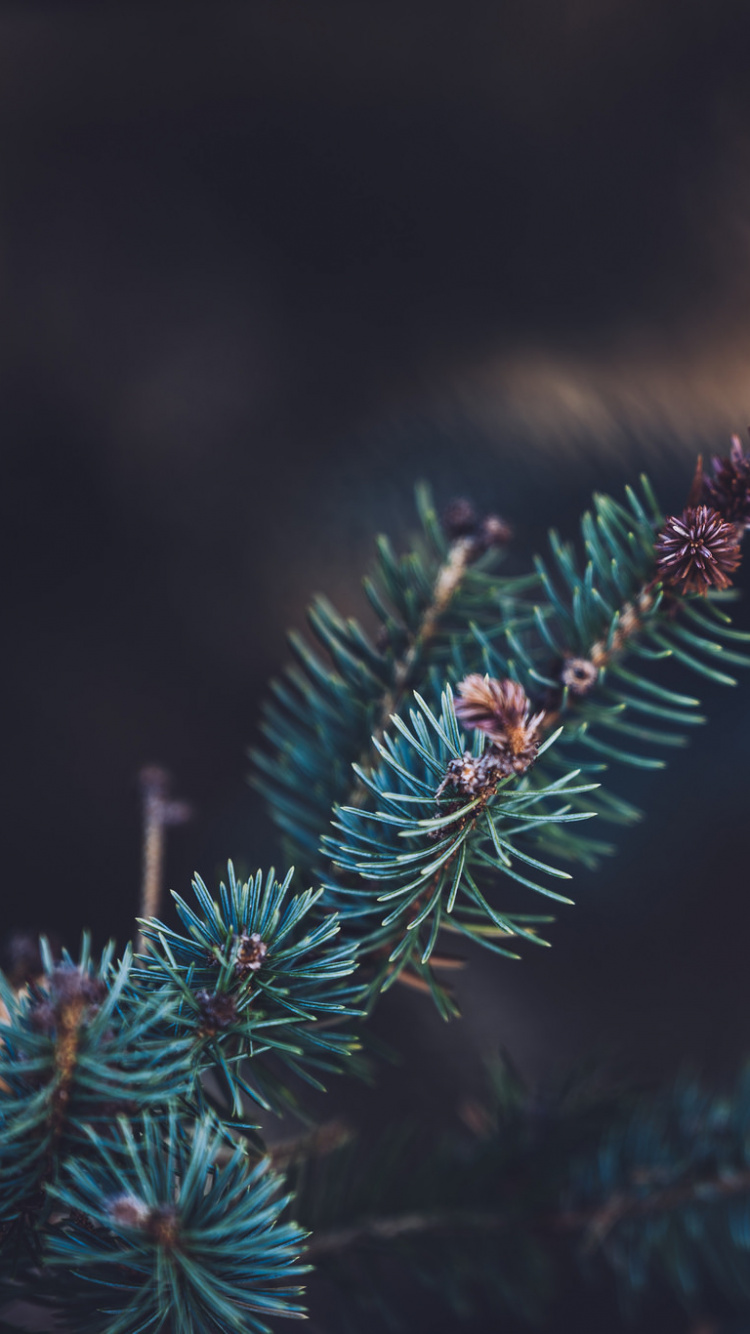Green Pine Tree in Close up Photography. Wallpaper in 750x1334 Resolution