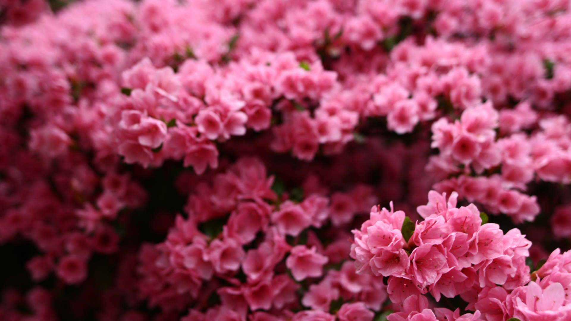 Rosa Blüten in Tilt-Shift-Linse. Wallpaper in 1920x1080 Resolution
