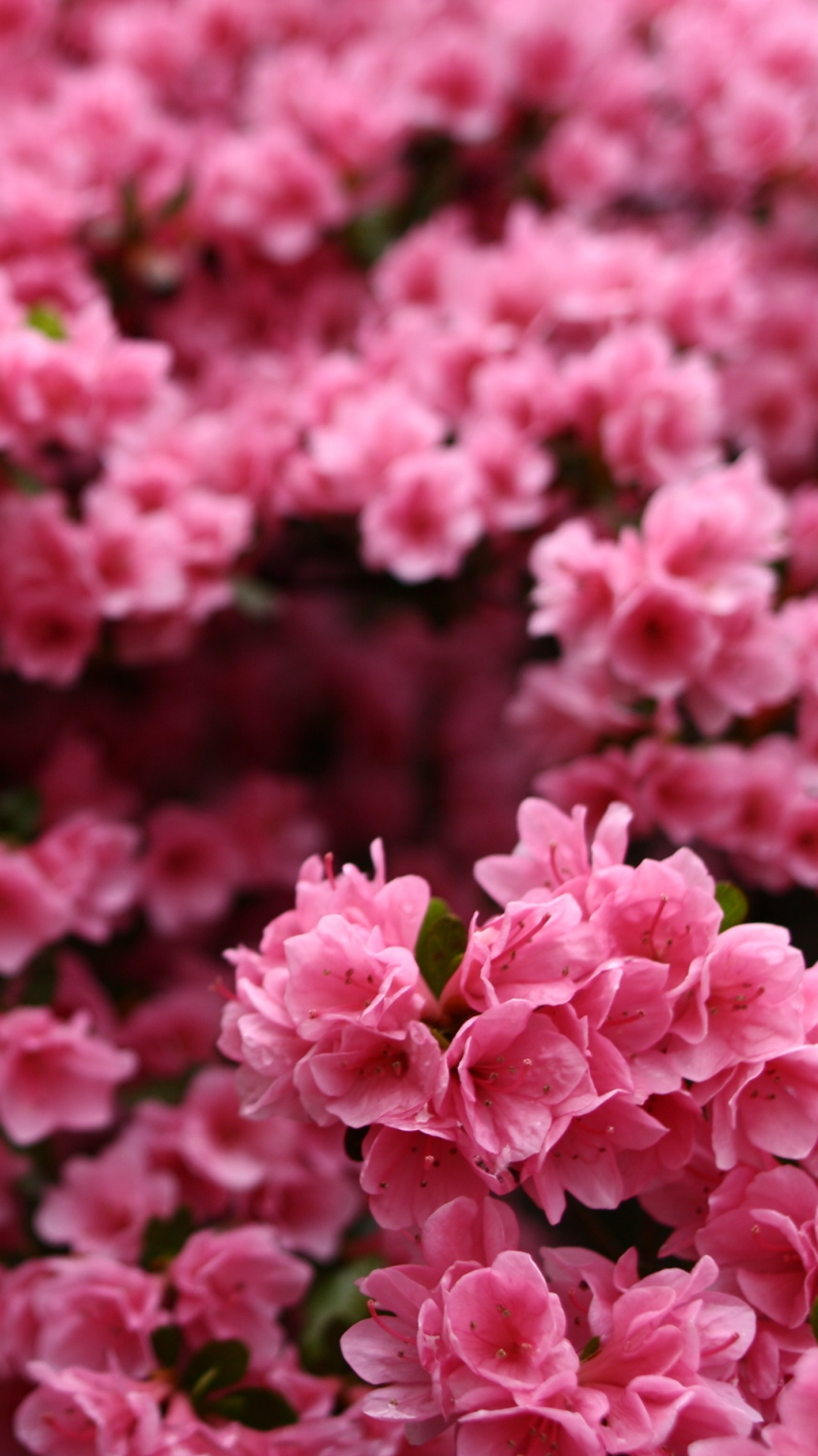 Flores Rosadas en Lentes de Cambio de Inclinación. Wallpaper in 1080x1920 Resolution