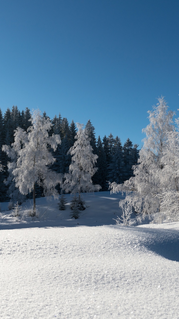 Snow Covered Trees During Daytime. Wallpaper in 720x1280 Resolution