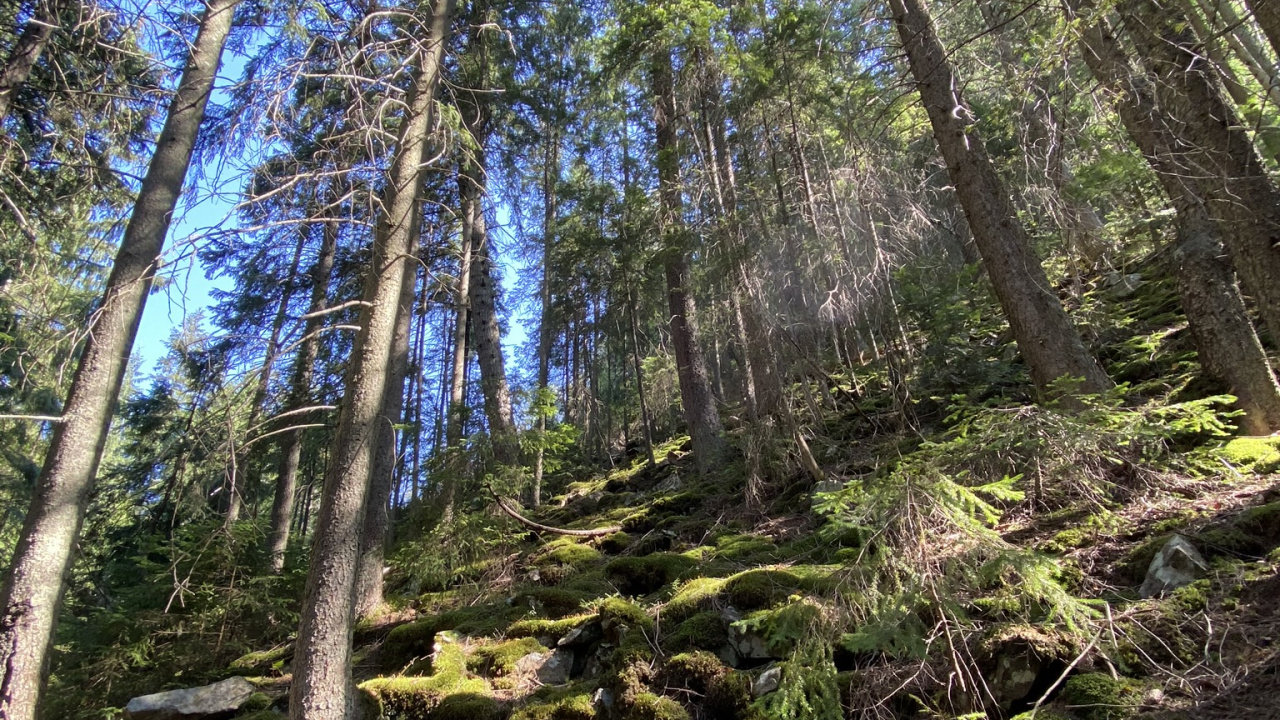 Nature Reserve, Vegetation, Nature, Natural Environment, Natural Landscape. Wallpaper in 1280x720 Resolution