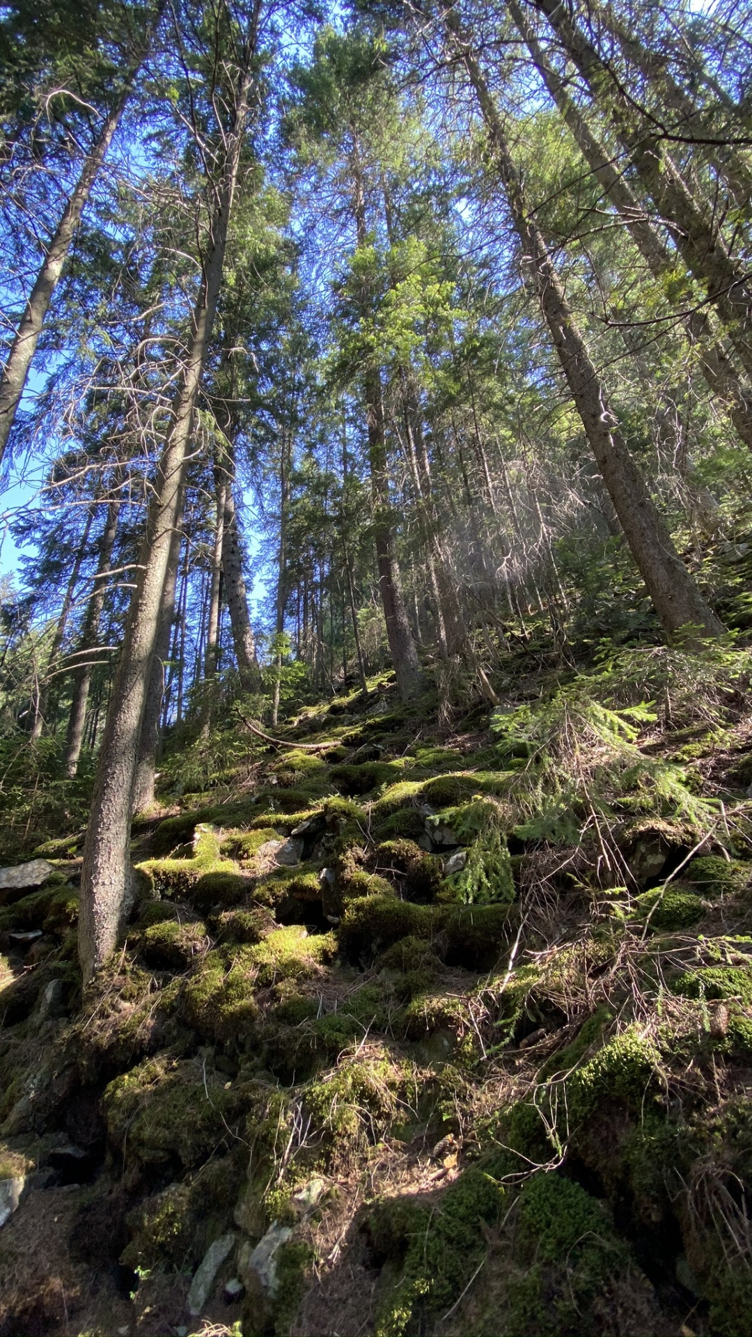 Naturschutzgebiet, Vegetation, Natur, Natürlichen Umgebung, Naturlandschaft. Wallpaper in 1080x1920 Resolution