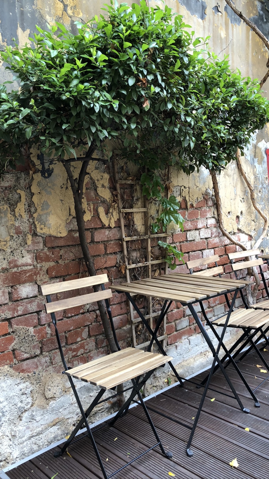 Tree, Furniture, Table, Outdoor Table, Outdoor Furniture. Wallpaper in 1080x1920 Resolution