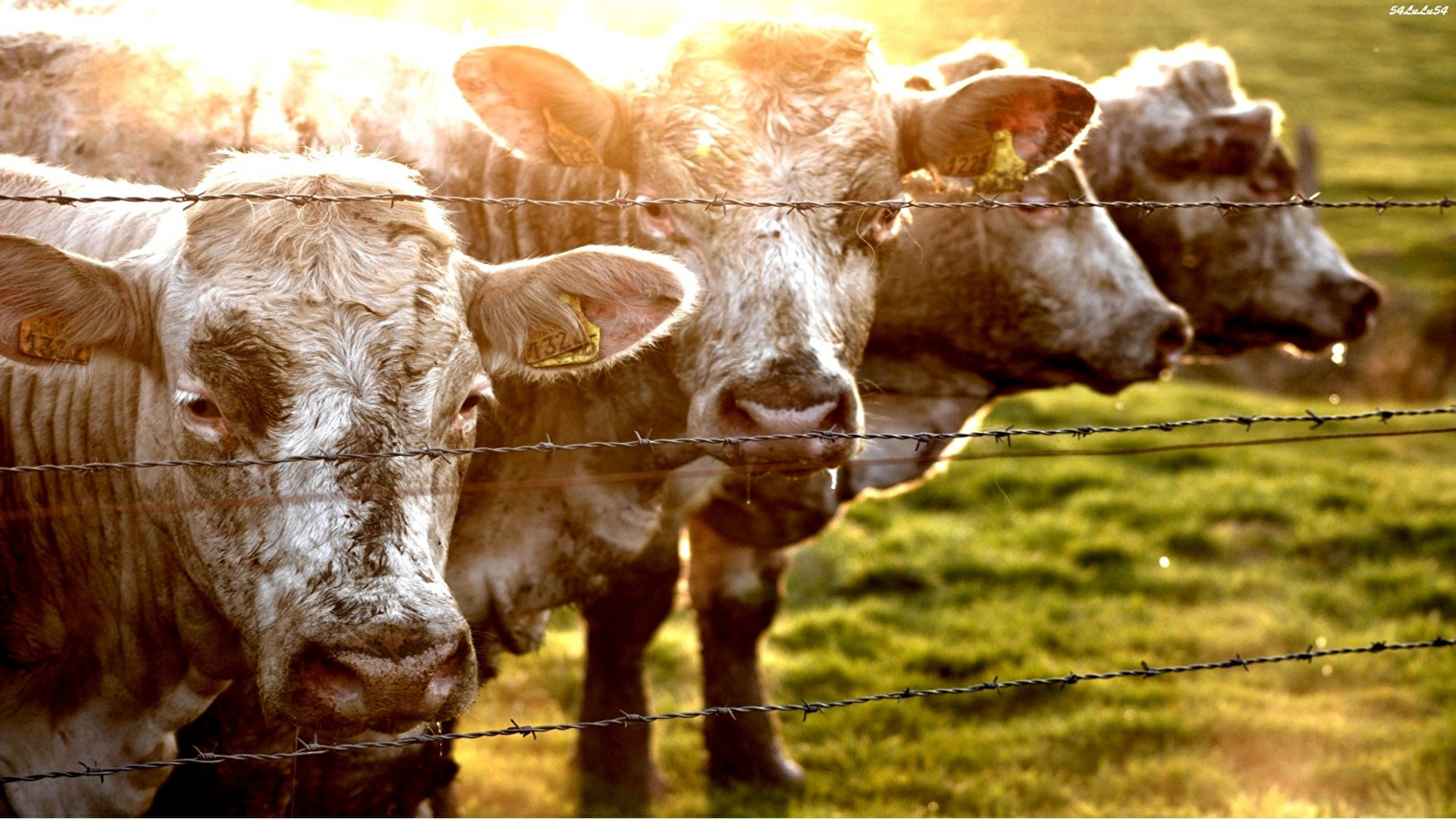 喇叭, 奶牛, 牲畜, 草, 牛群 壁纸 1920x1080 允许