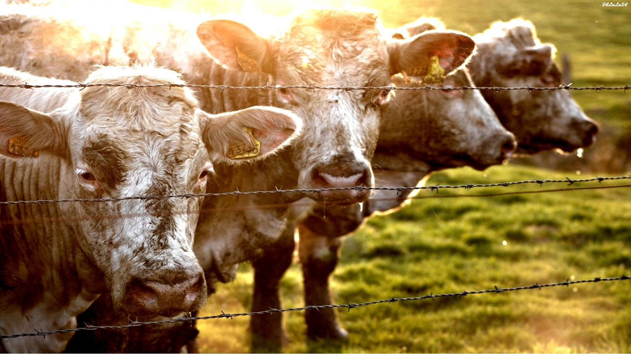 Vache Blanche et Brune Sur Terrain D'herbe Verte Pendant la Journée. Wallpaper in 1280x720 Resolution