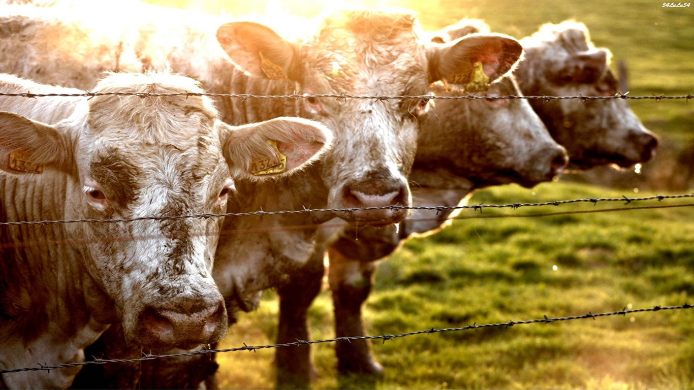 Vache Blanche et Brune Sur Terrain D'herbe Verte Pendant la Journée. Wallpaper in 1366x768 Resolution