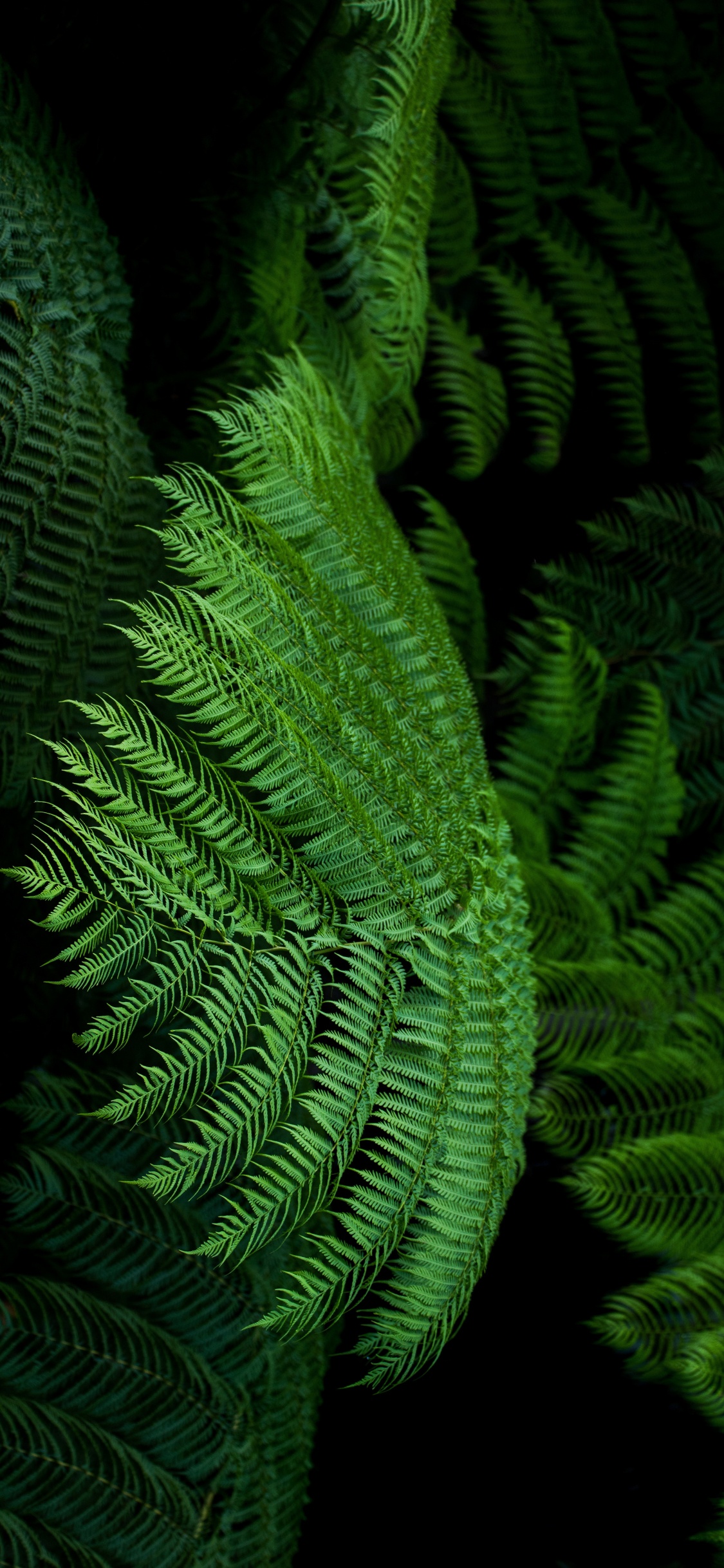 Helecho, Avestruz Fern, Verde, Los Helechos y Las Colas de Caballo, Planta Terrestre. Wallpaper in 1125x2436 Resolution