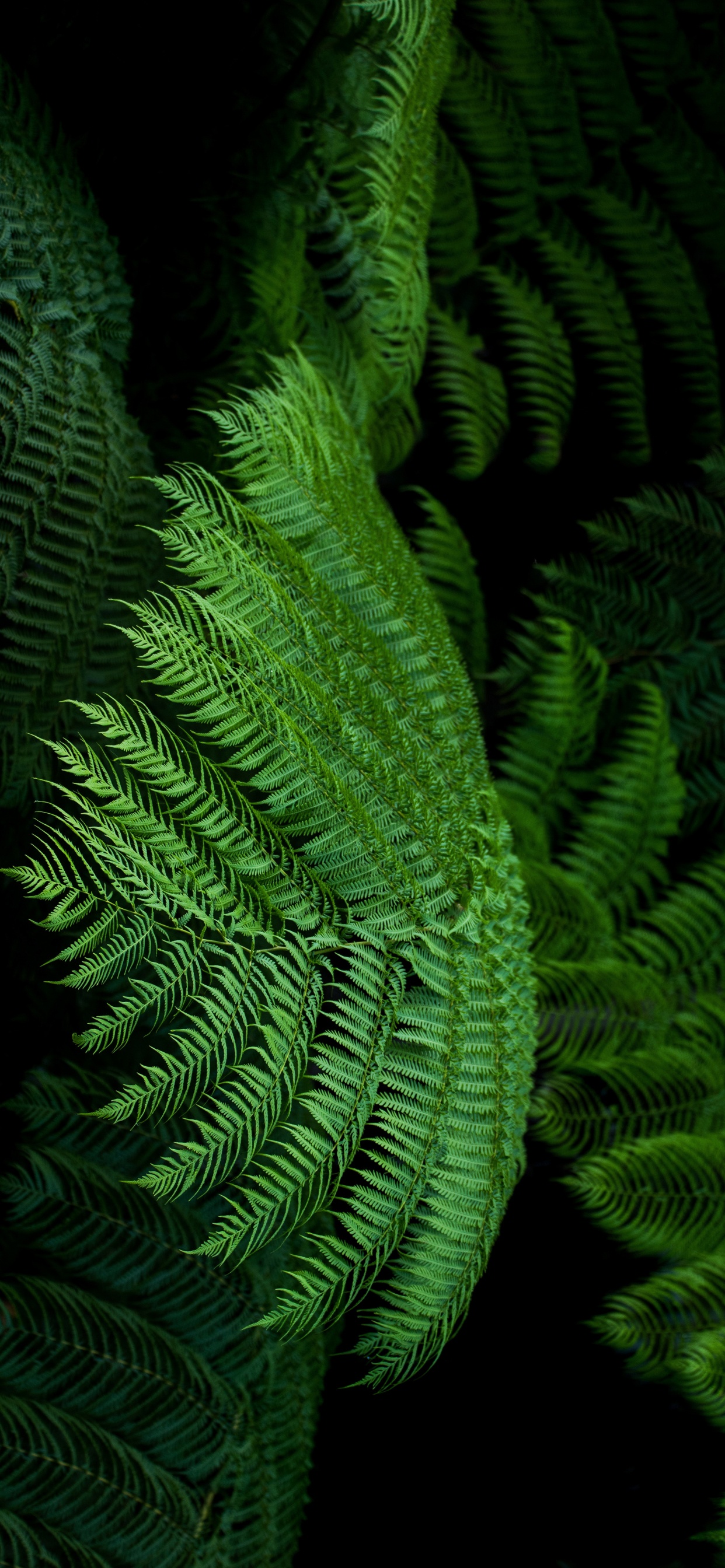 Farn, Ostrich Fern, Blatt, Gr, Farne Und Schachtelhalme. Wallpaper in 1242x2688 Resolution