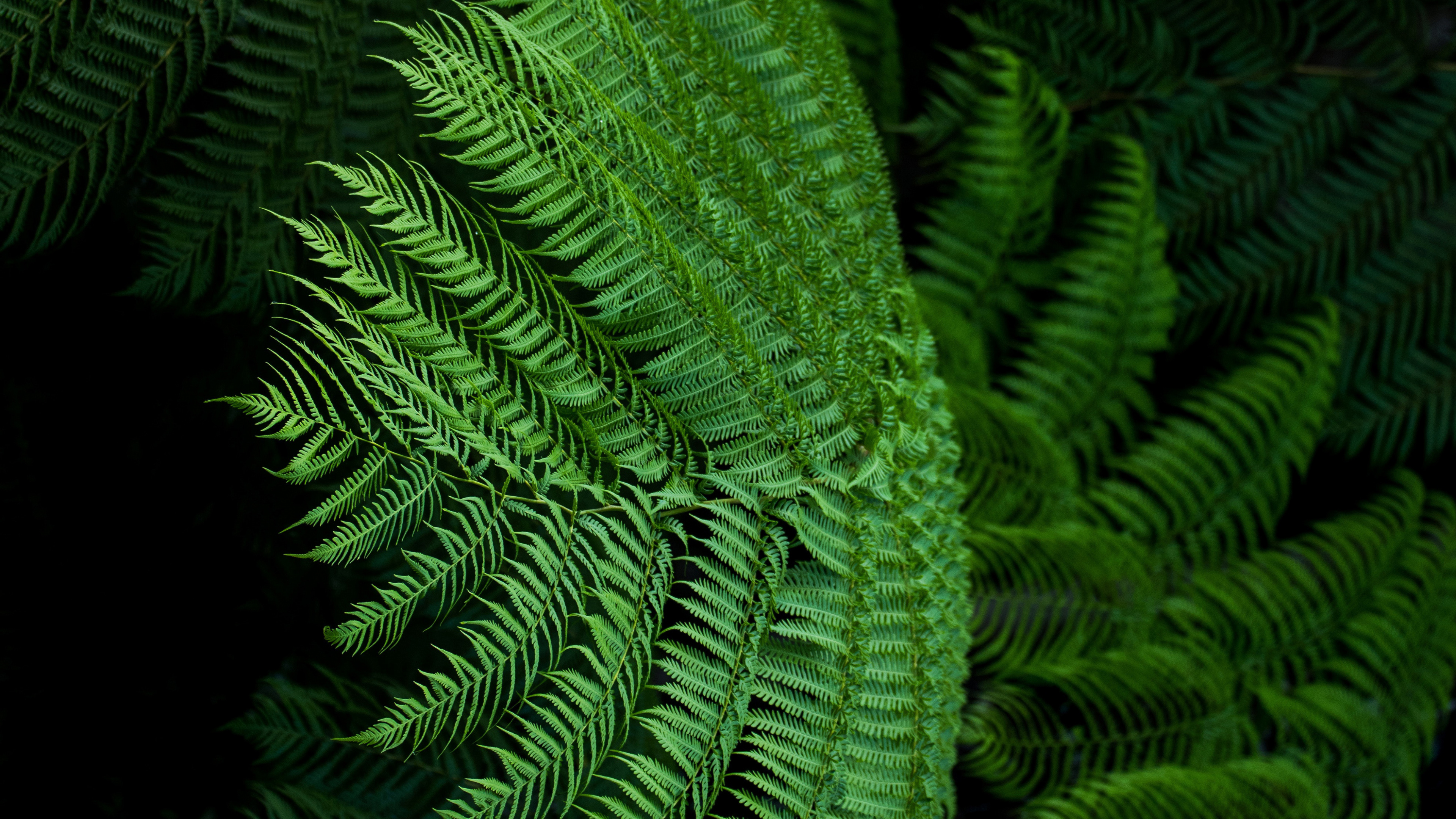 Farn, Ostrich Fern, Blatt, Gr, Farne Und Schachtelhalme. Wallpaper in 3840x2160 Resolution
