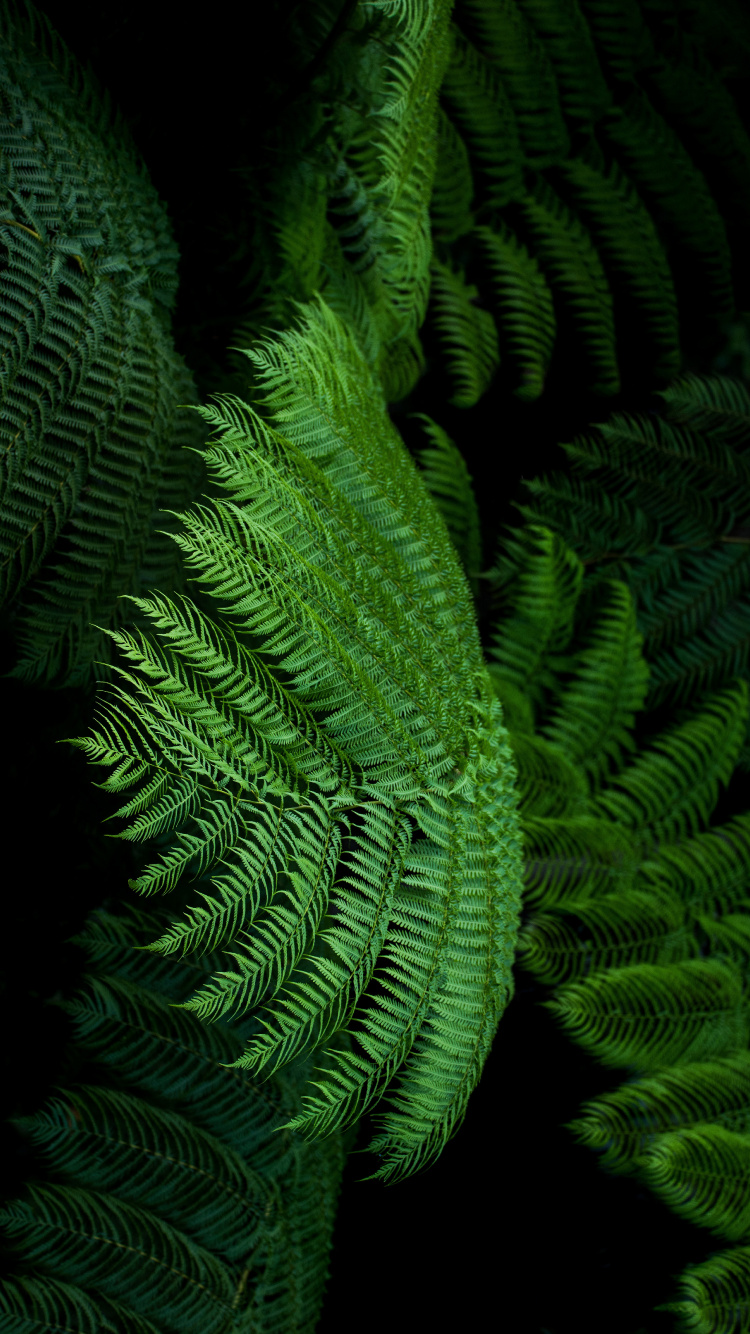 Farn, Ostrich Fern, Blatt, Gr, Farne Und Schachtelhalme. Wallpaper in 750x1334 Resolution