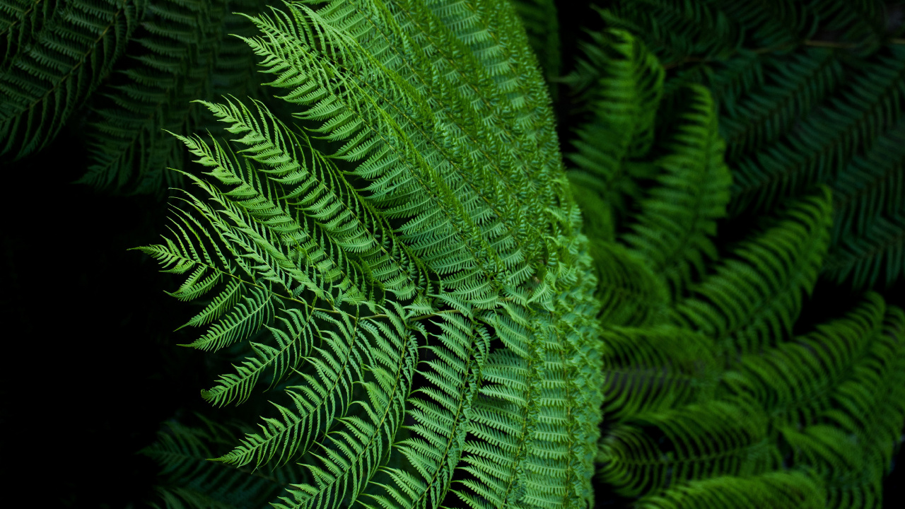 Fern, Ostrich Fern, Leaf, Green, Ferns and Horsetails. Wallpaper in 1280x720 Resolution