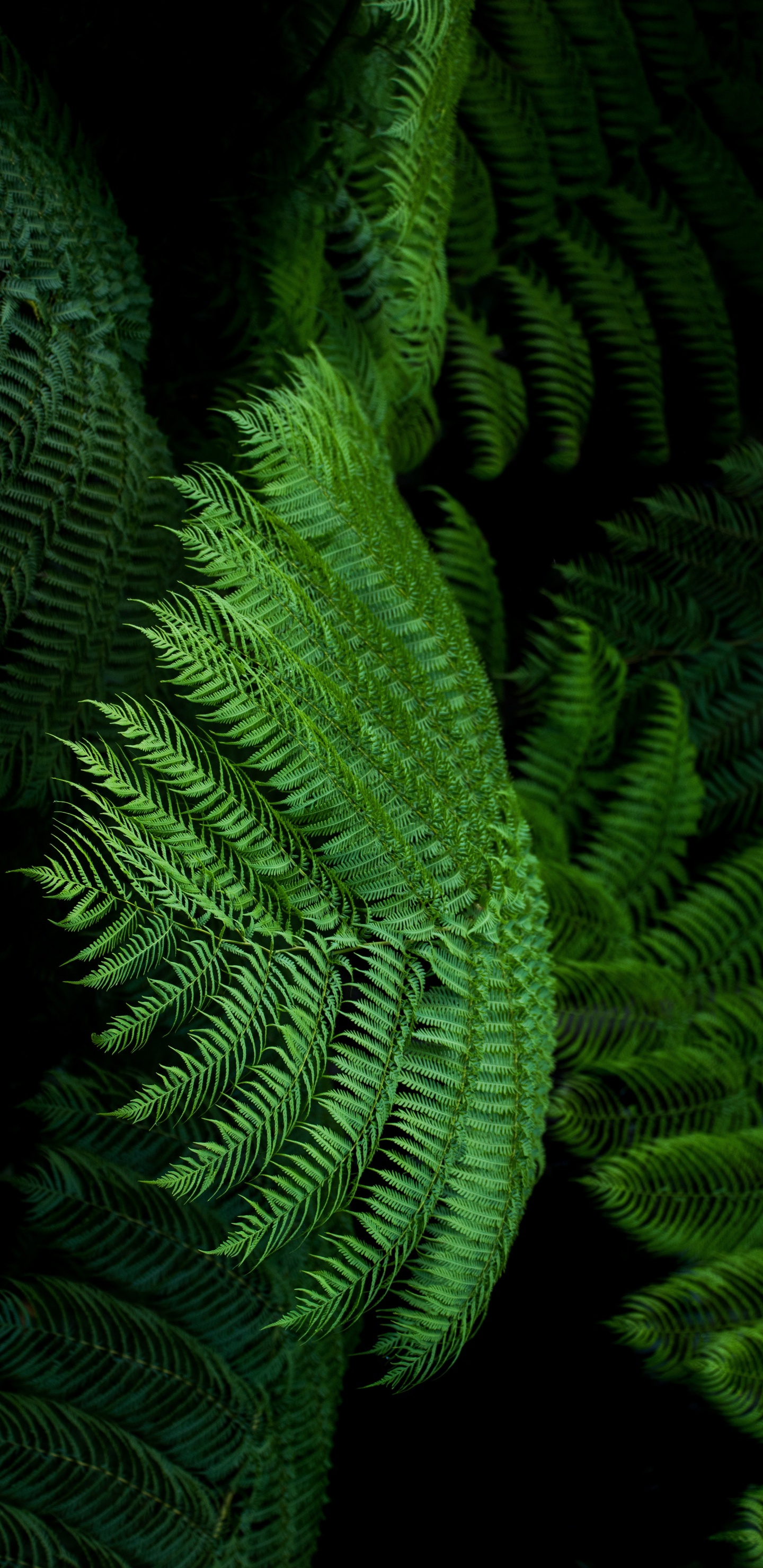 Fern, Ostrich Fern, Leaf, Green, Ferns and Horsetails. Wallpaper in 1440x2960 Resolution