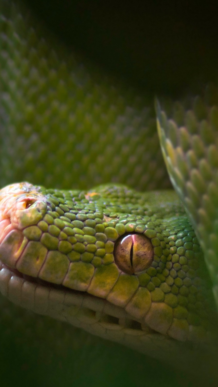 Serpent Vert et Brun Sur Plante Verte. Wallpaper in 750x1334 Resolution