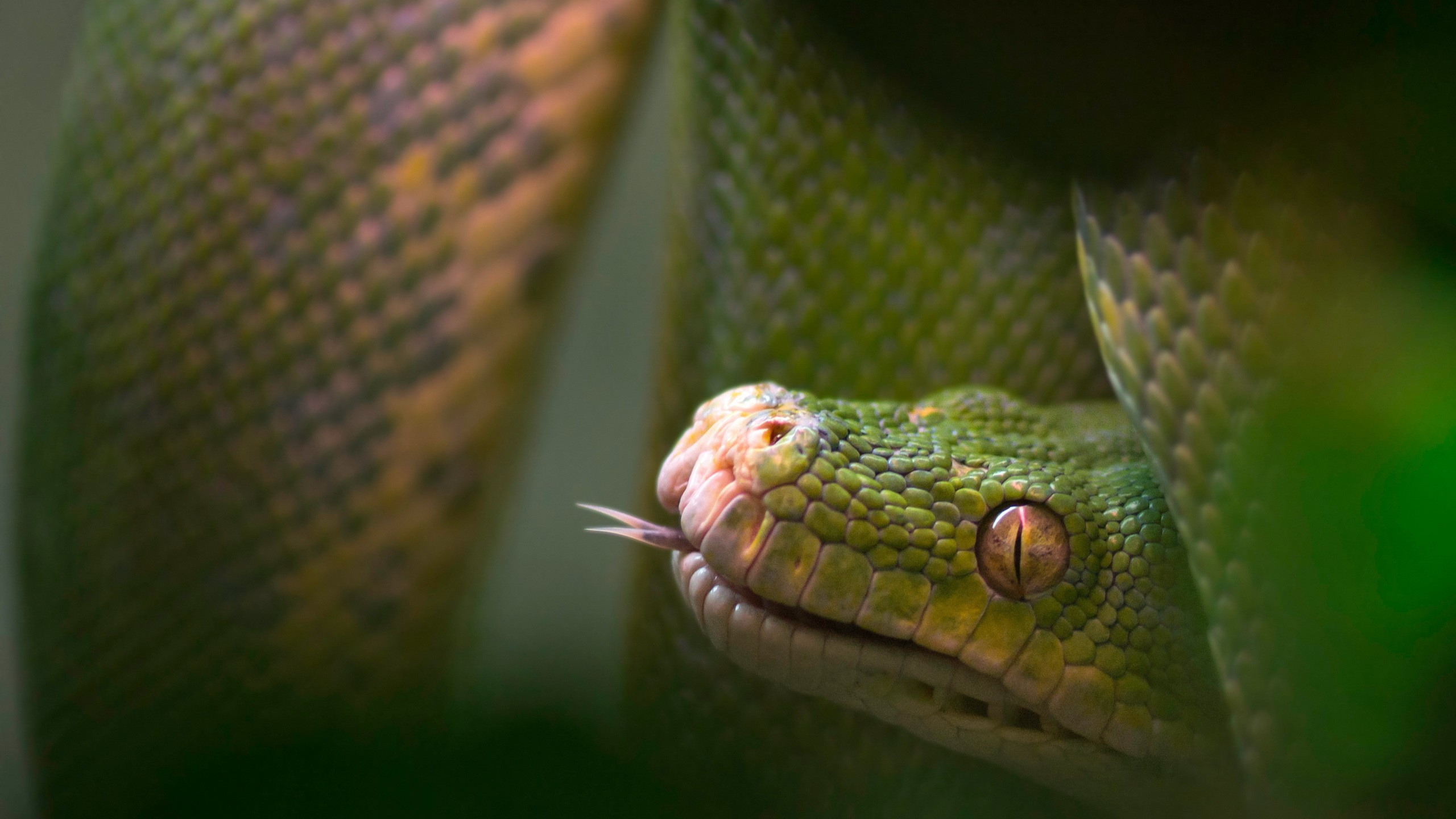 Green and Brown Snake on Green Plant. Wallpaper in 2560x1440 Resolution