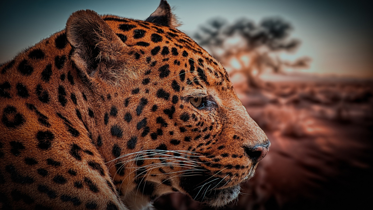 Brown and Black Leopard in Close up Photography. Wallpaper in 1280x720 Resolution