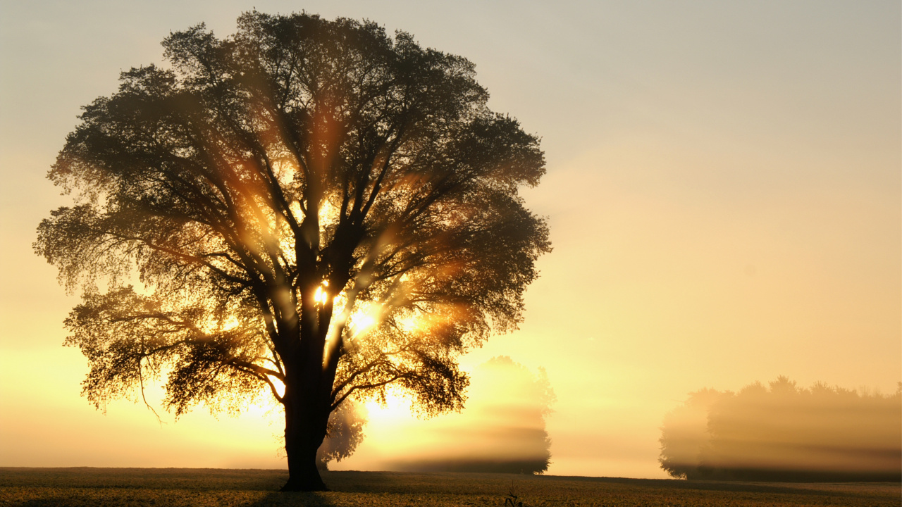 Brown Tree on Green Grass Field During Daytime. Wallpaper in 1280x720 Resolution