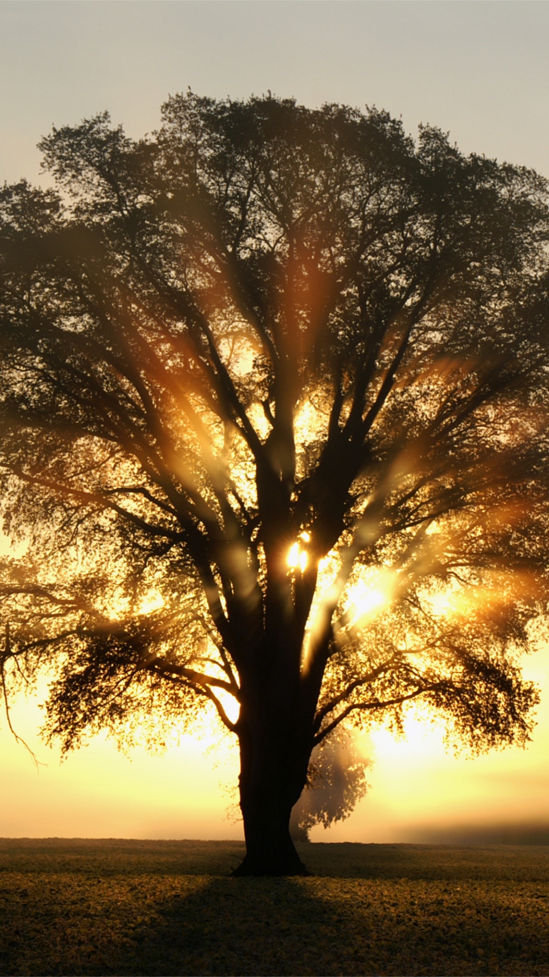 阳光, 橡树, 早上, 日出, 木本植物 壁纸 1080x1920 允许