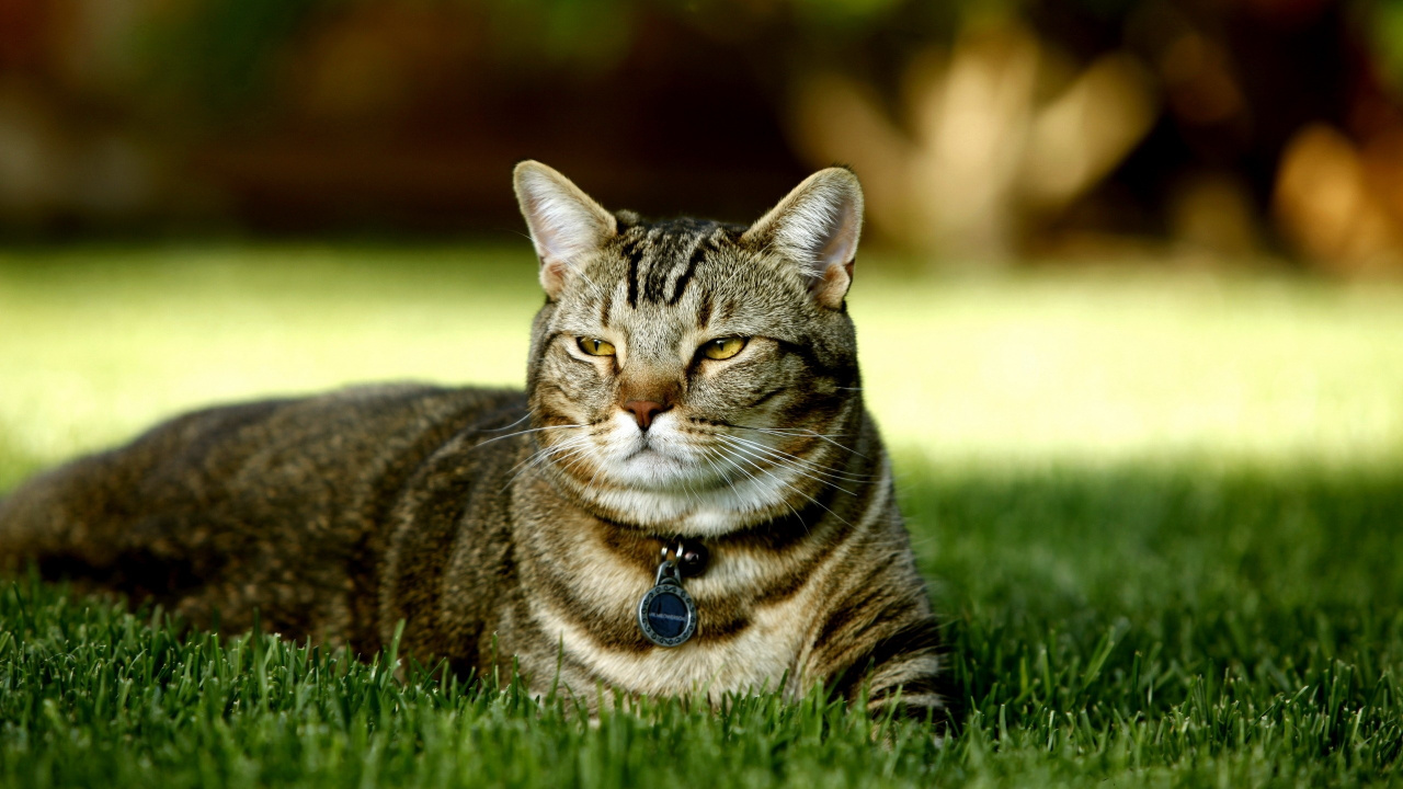 Chat Tigré Brun Allongé Sur L'herbe Verte Pendant la Journée. Wallpaper in 1280x720 Resolution