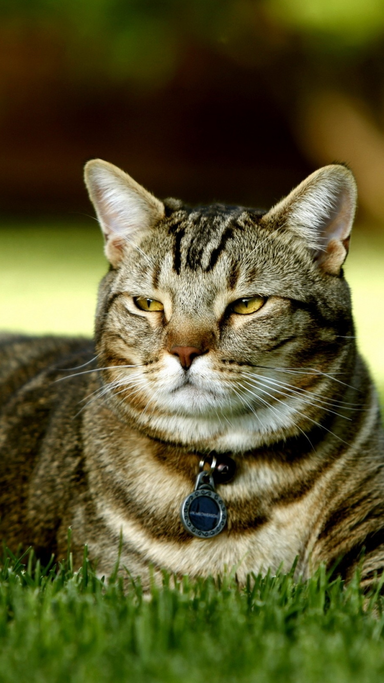 Braune Tabby-Katze, Die Tagsüber Auf Grünem Gras Liegt. Wallpaper in 750x1334 Resolution
