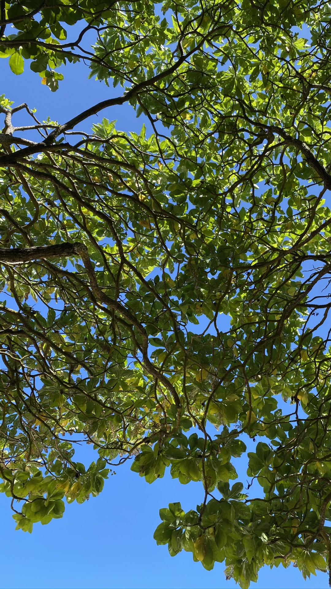 Branch, Leaf, Deciduous, Nature, Vegetation. Wallpaper in 1080x1920 Resolution