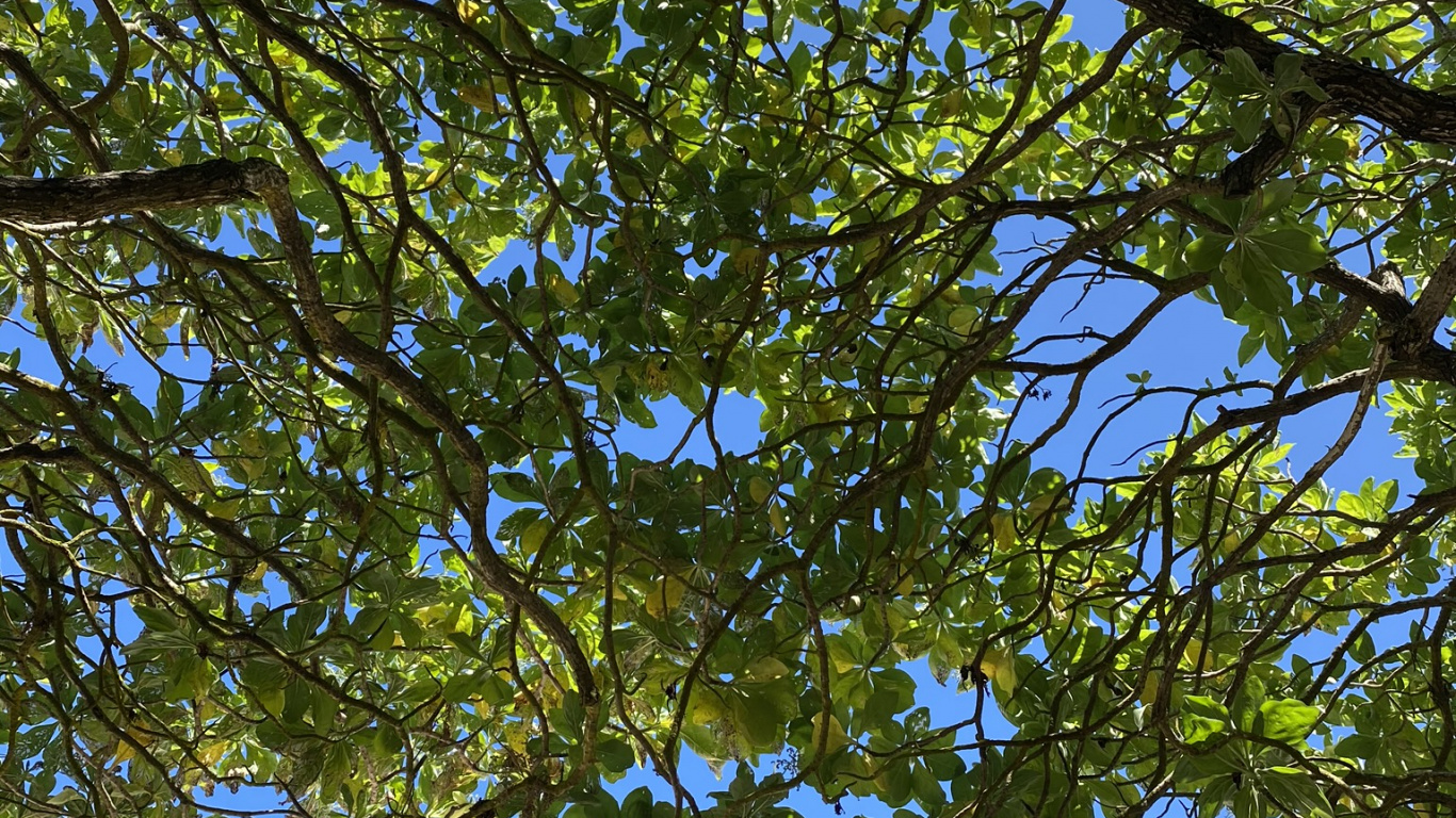 Branch, Leaf, Deciduous, Nature, Vegetation. Wallpaper in 1366x768 Resolution