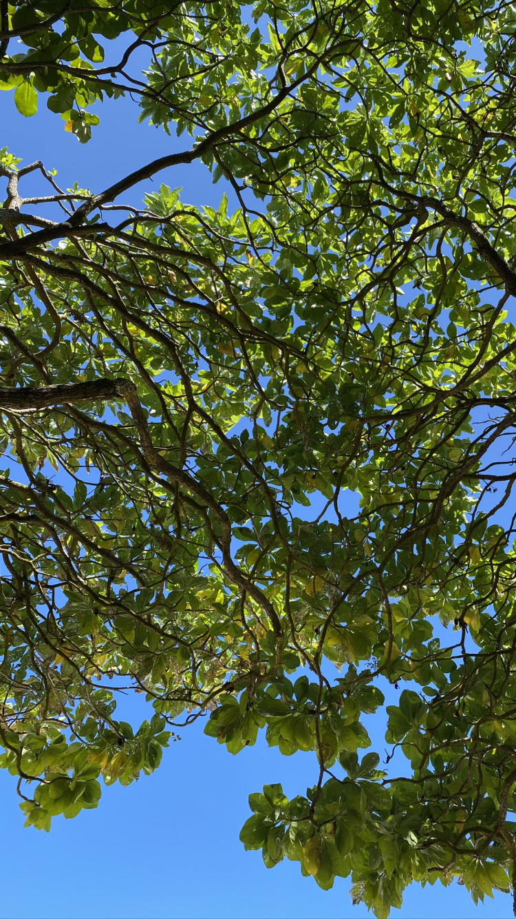 Branch, Leaf, Deciduous, Nature, Vegetation. Wallpaper in 750x1334 Resolution