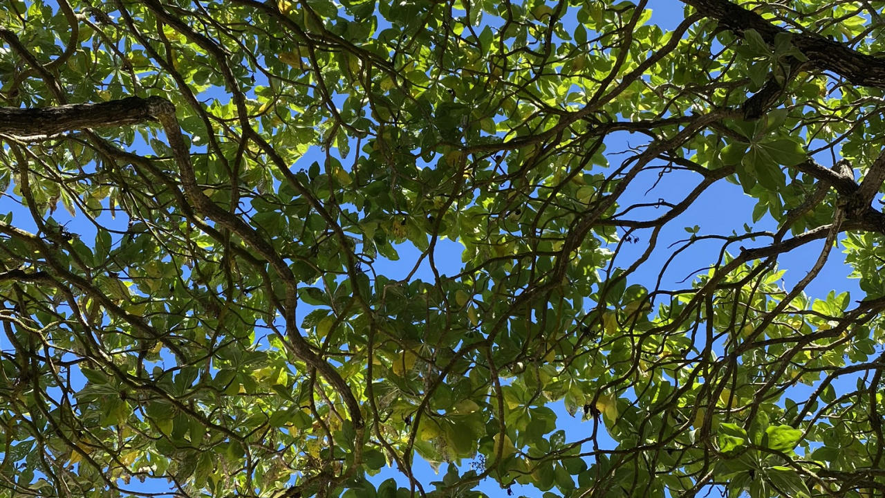 落叶, 性质, 植被, 树枝, 绿色的 壁纸 1280x720 允许