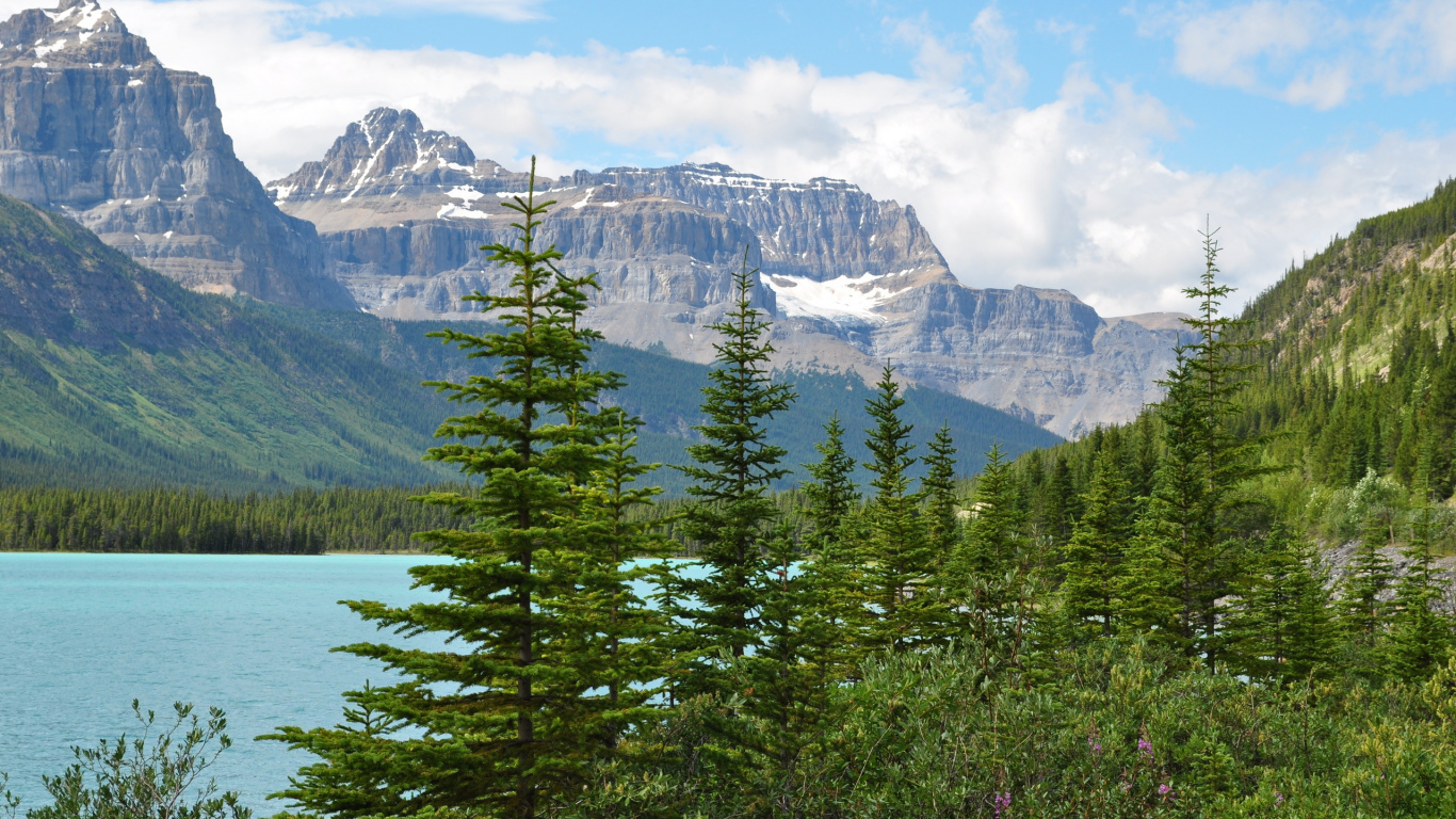 Green Pine Trees Near Snow Covered Mountain During Daytime. Wallpaper in 1366x768 Resolution